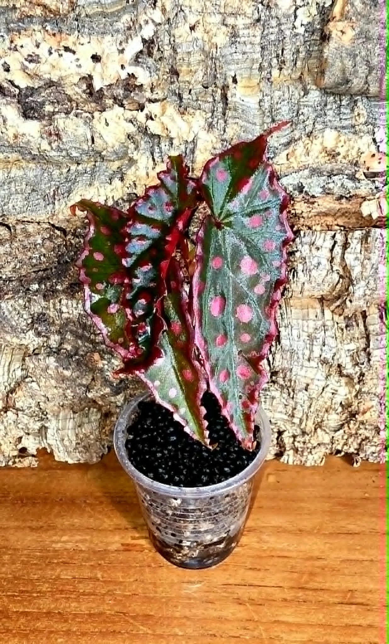 Begonia Darthvaderiana x Amphioxous1.jpg