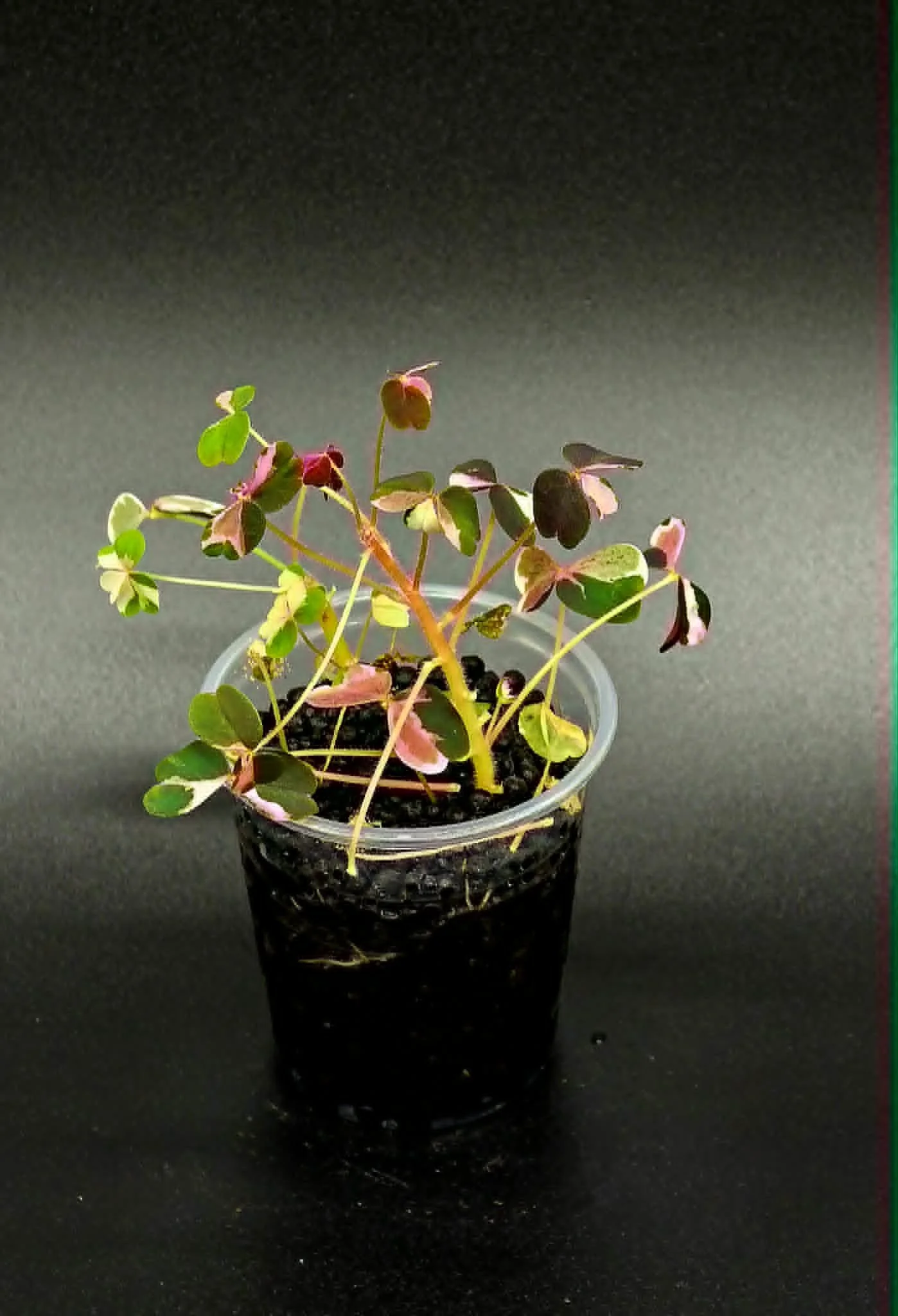 Oxalis Vulcanicola "Plum Crazy" - A