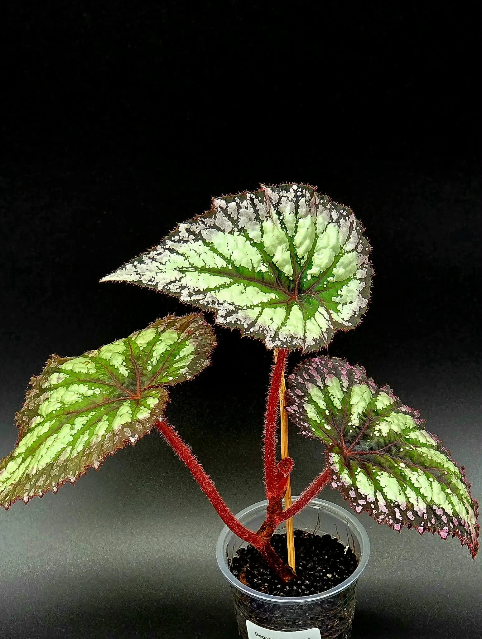 Begonia Fireworks