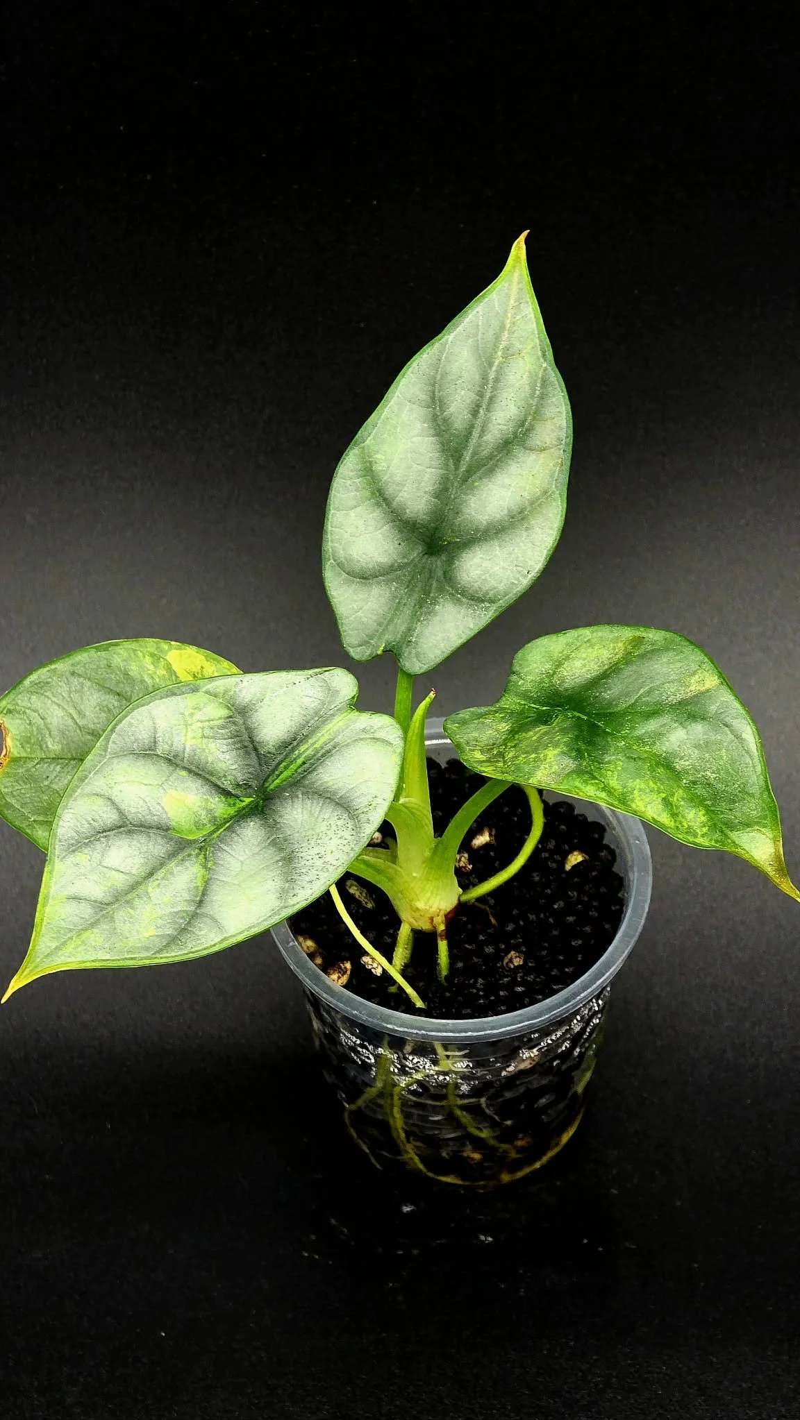 Alocasia 'Silver Dragon' Variegated - C