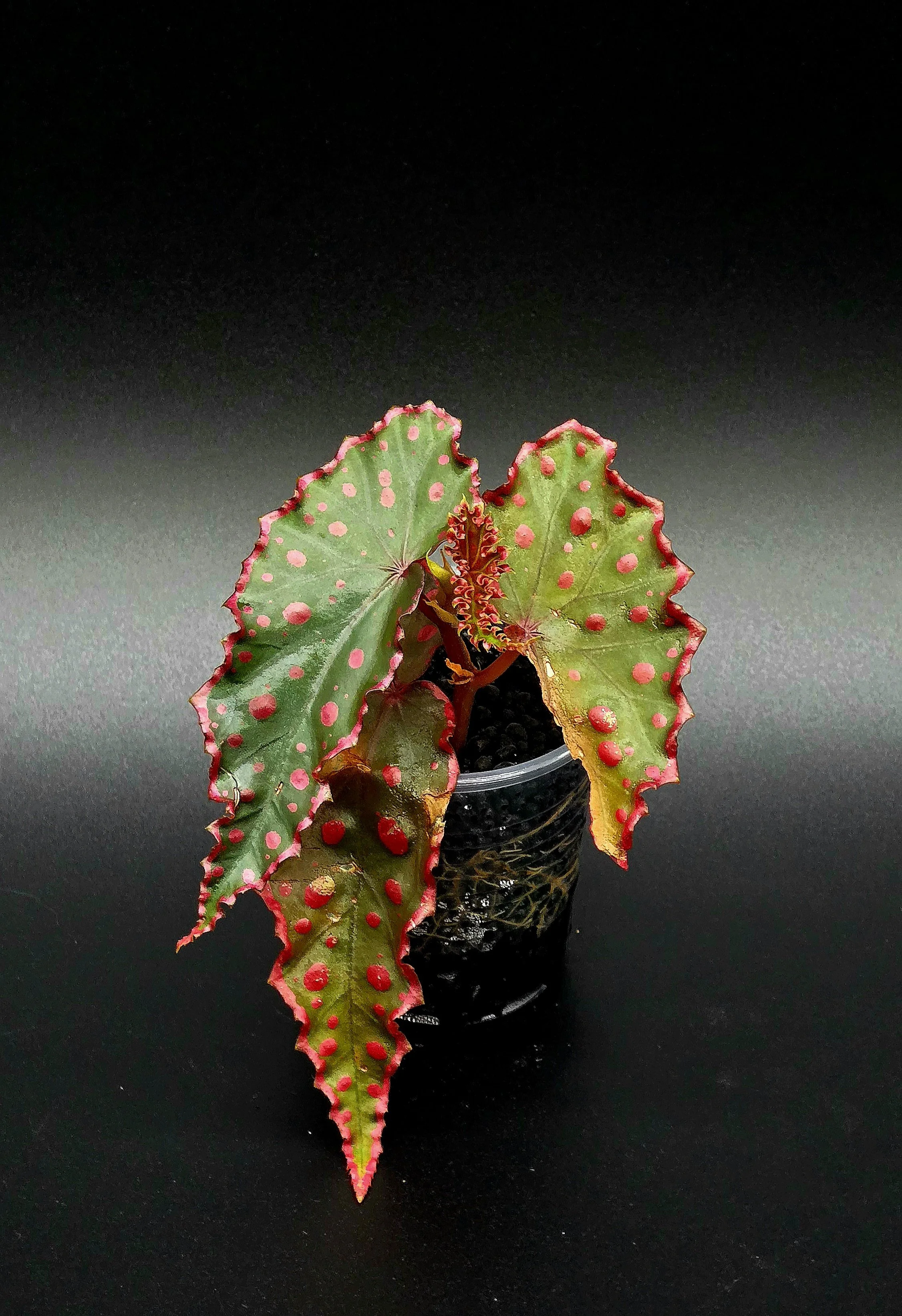 Begonia Amphioxous x Darthvaderiana