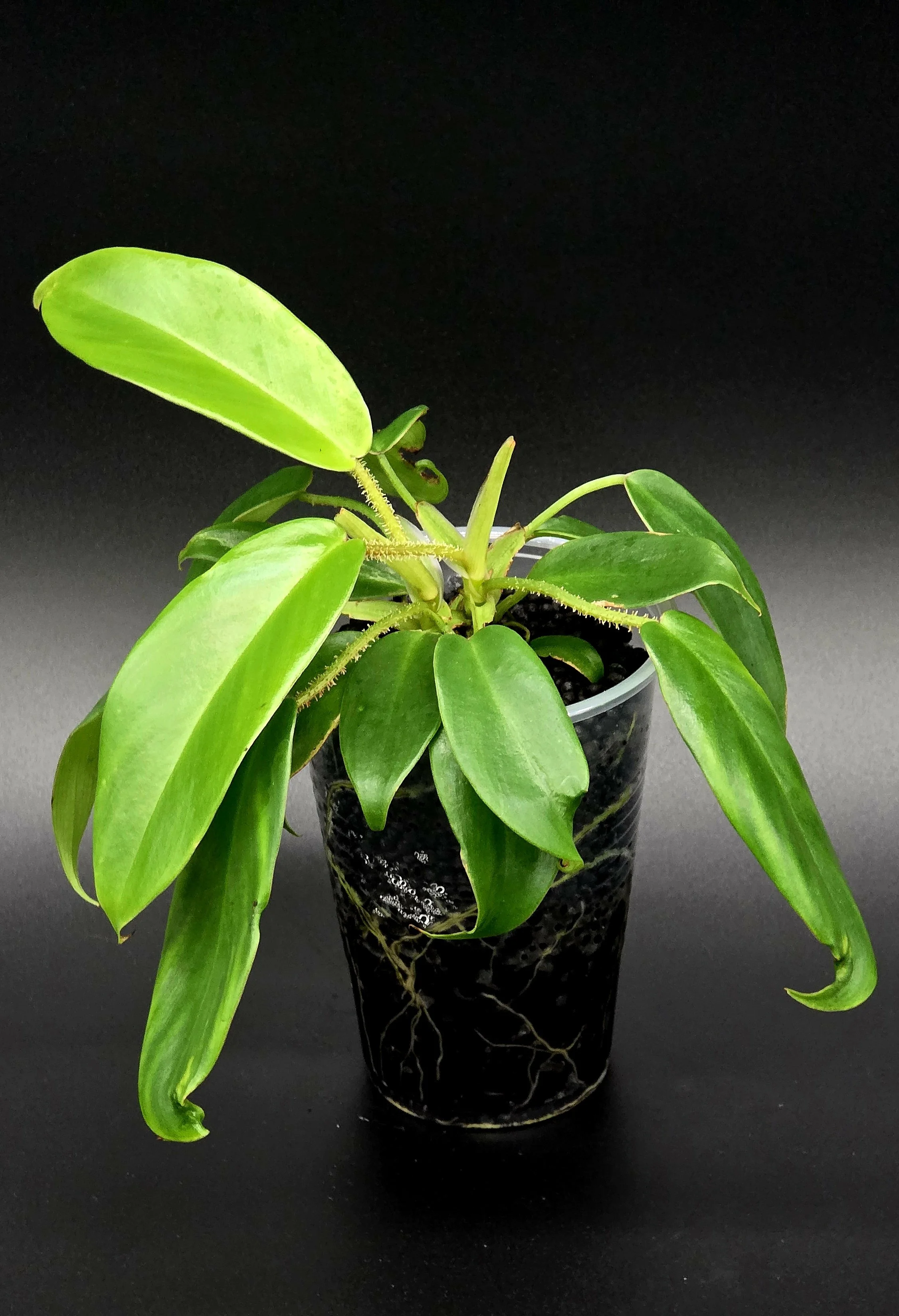 Philodendron Squamiferum