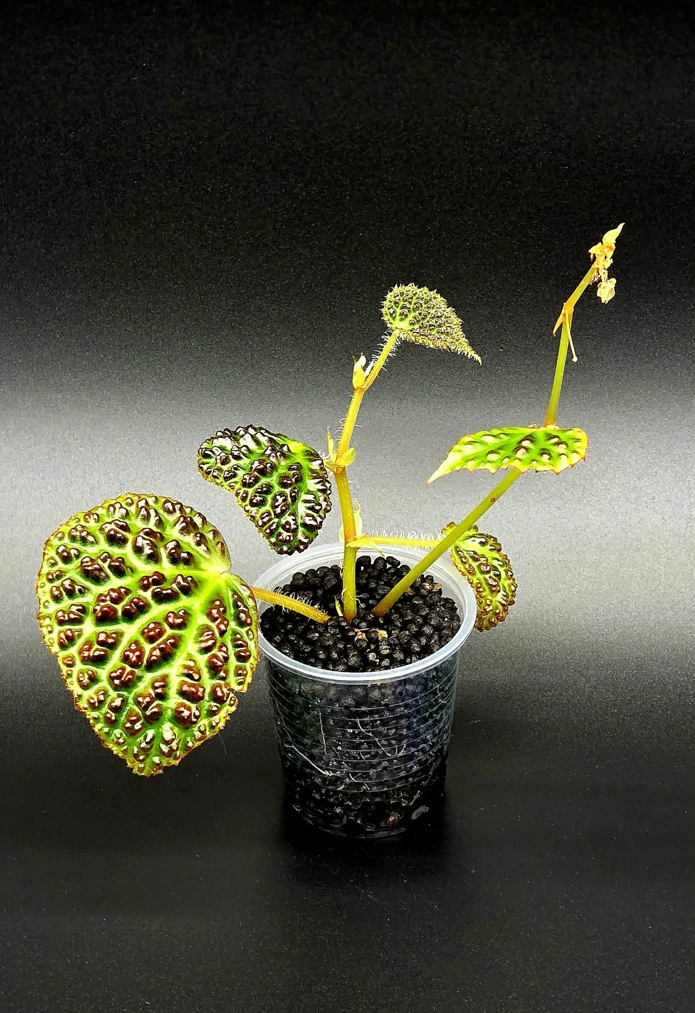 Begonia Dracopelta (Dark Form) - B
