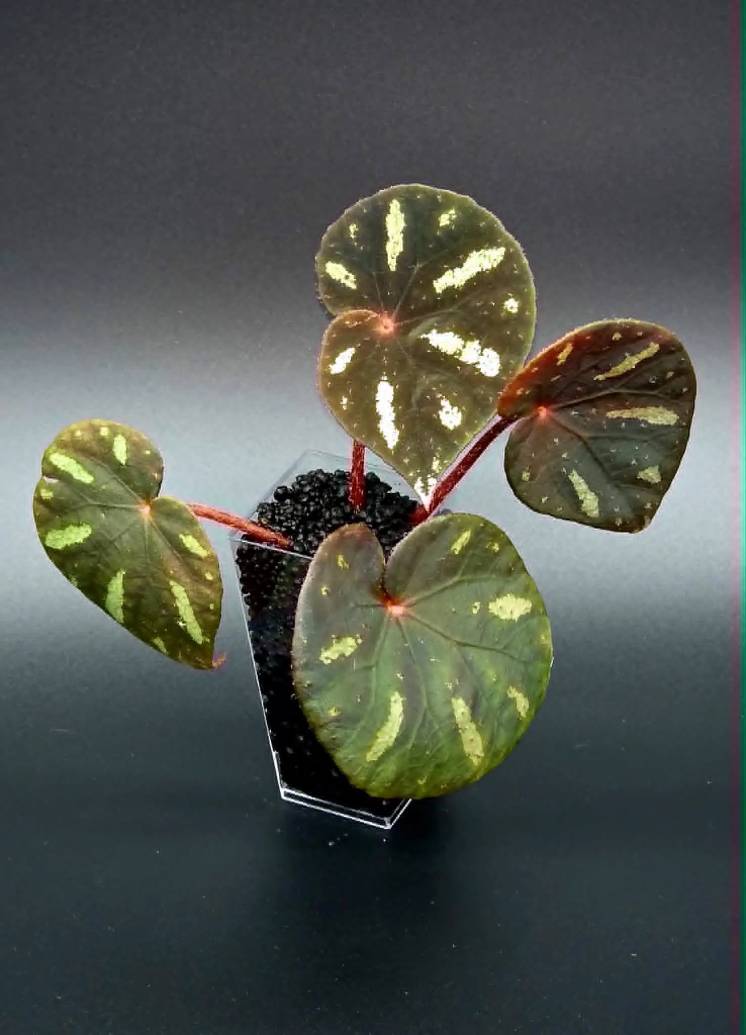 Begonia Barosma B1.jpg