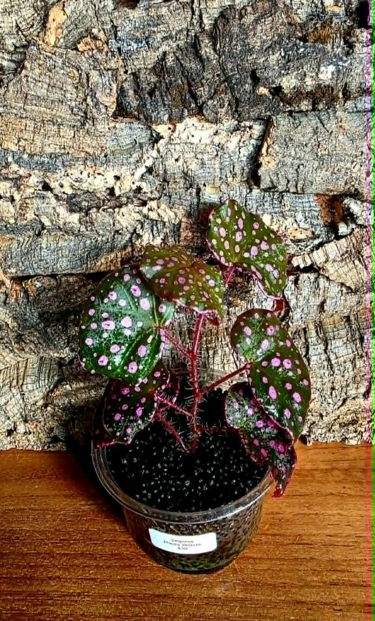 Begonia Maura Wahua