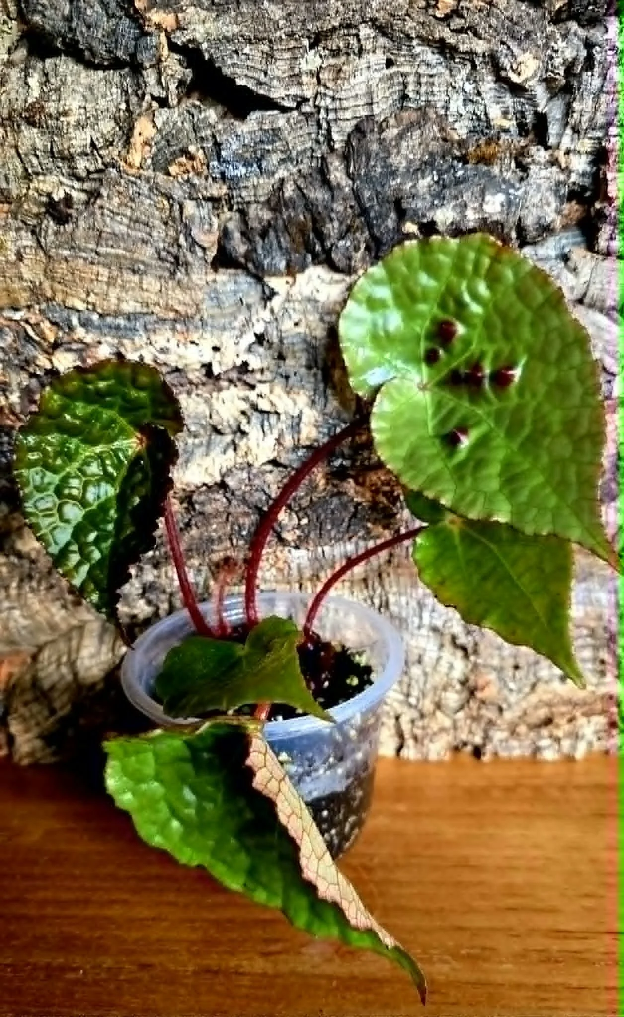Begonia Melanobullata