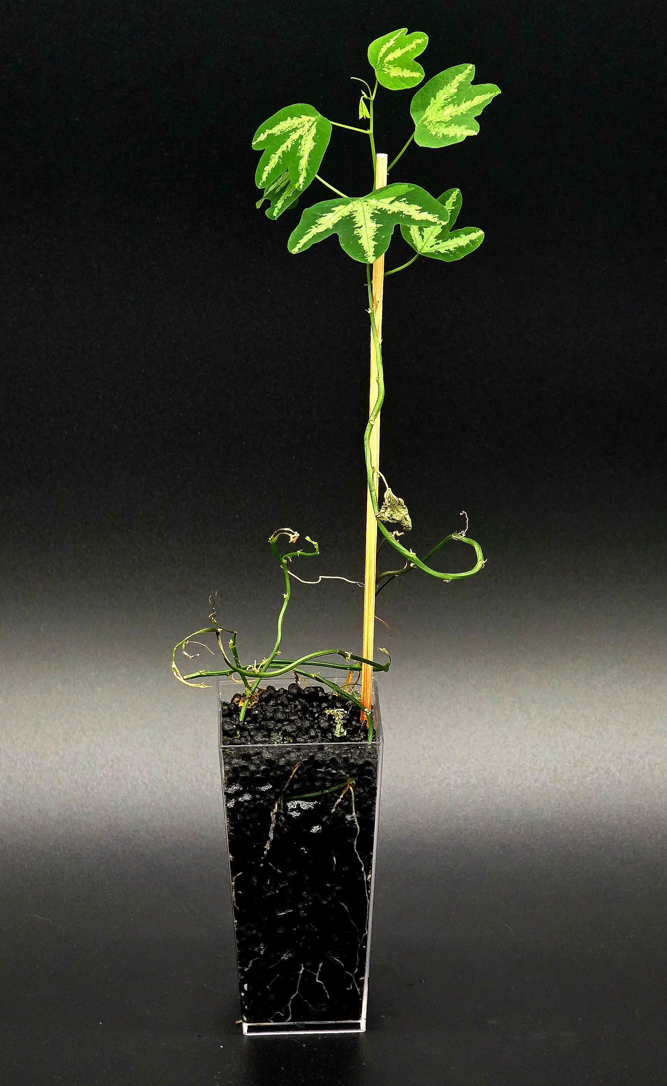 Passiflora Trifasciata