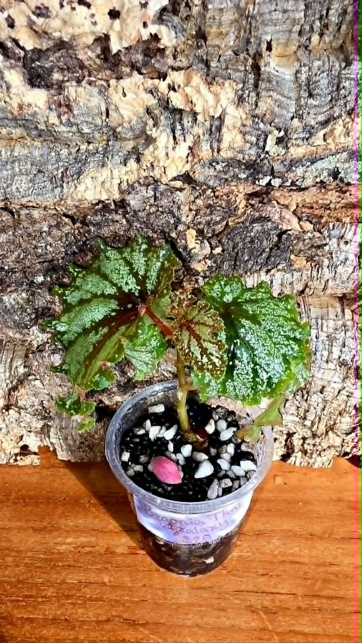 Begonia Thai Galaxy2.jpg