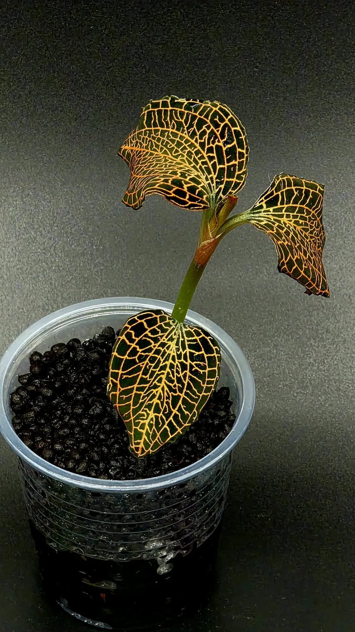 Jewel Orchid Anoechtocilus NOID
