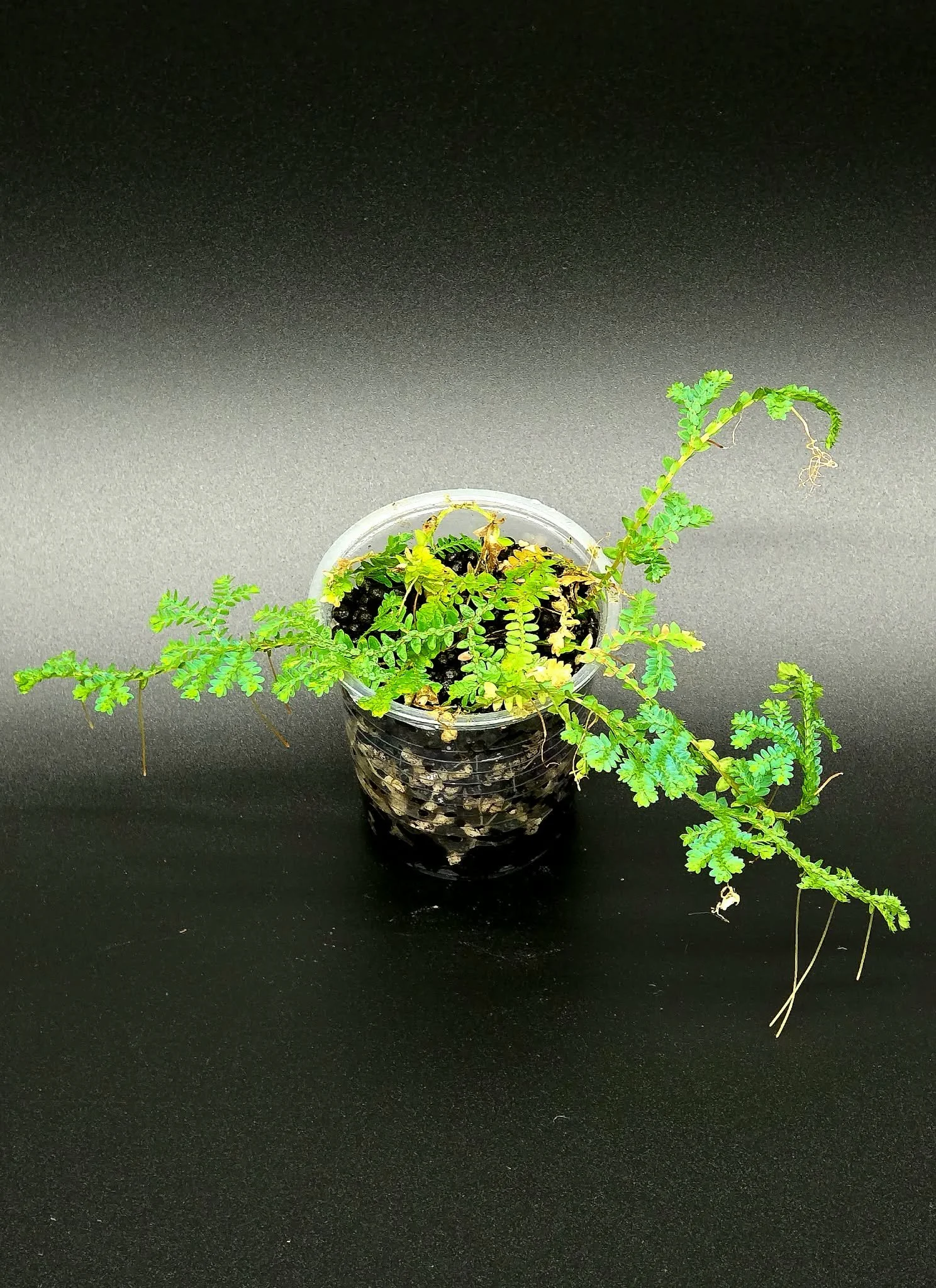 Selaginella Uncinata A2.jpg