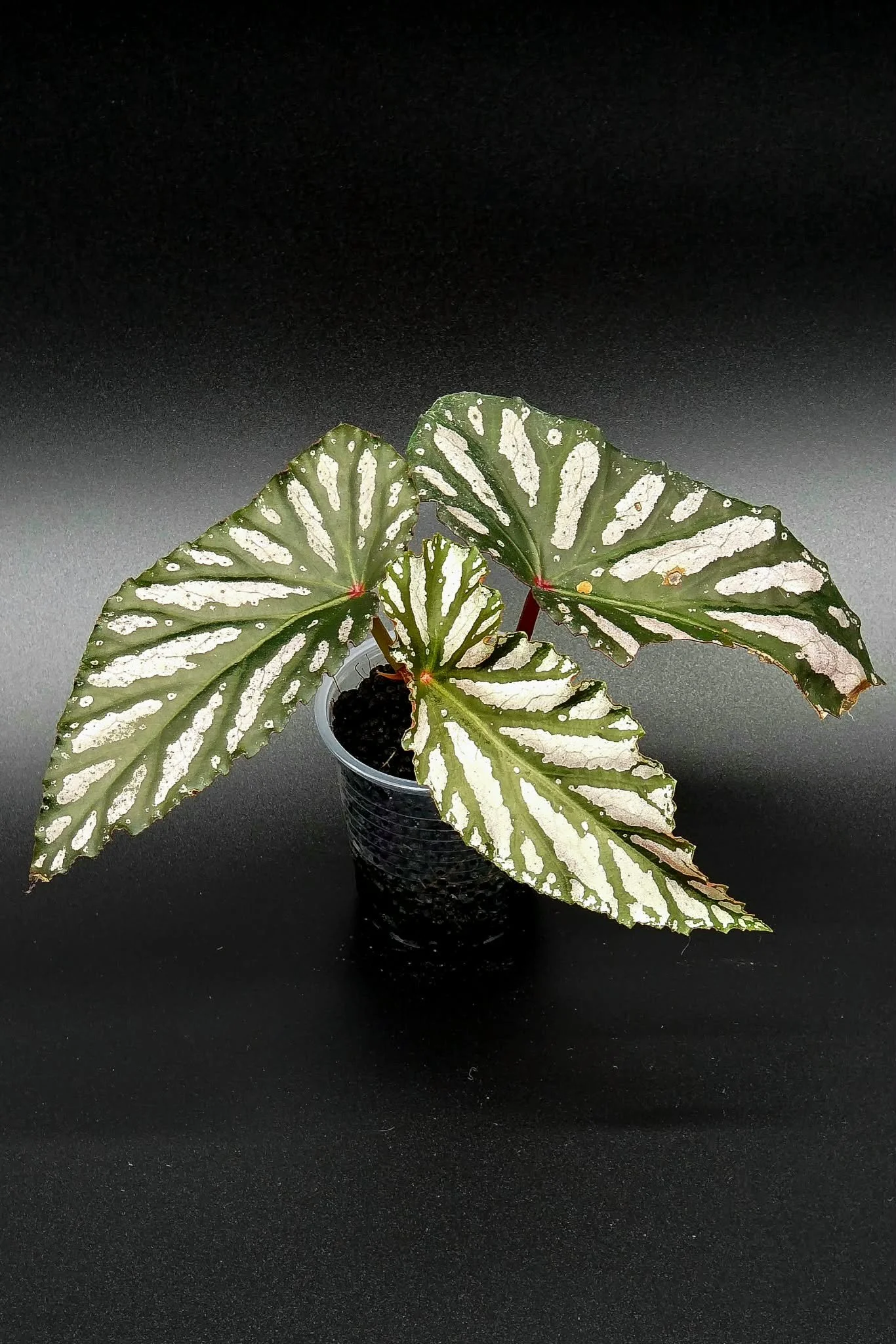 Begonia Down Home - A