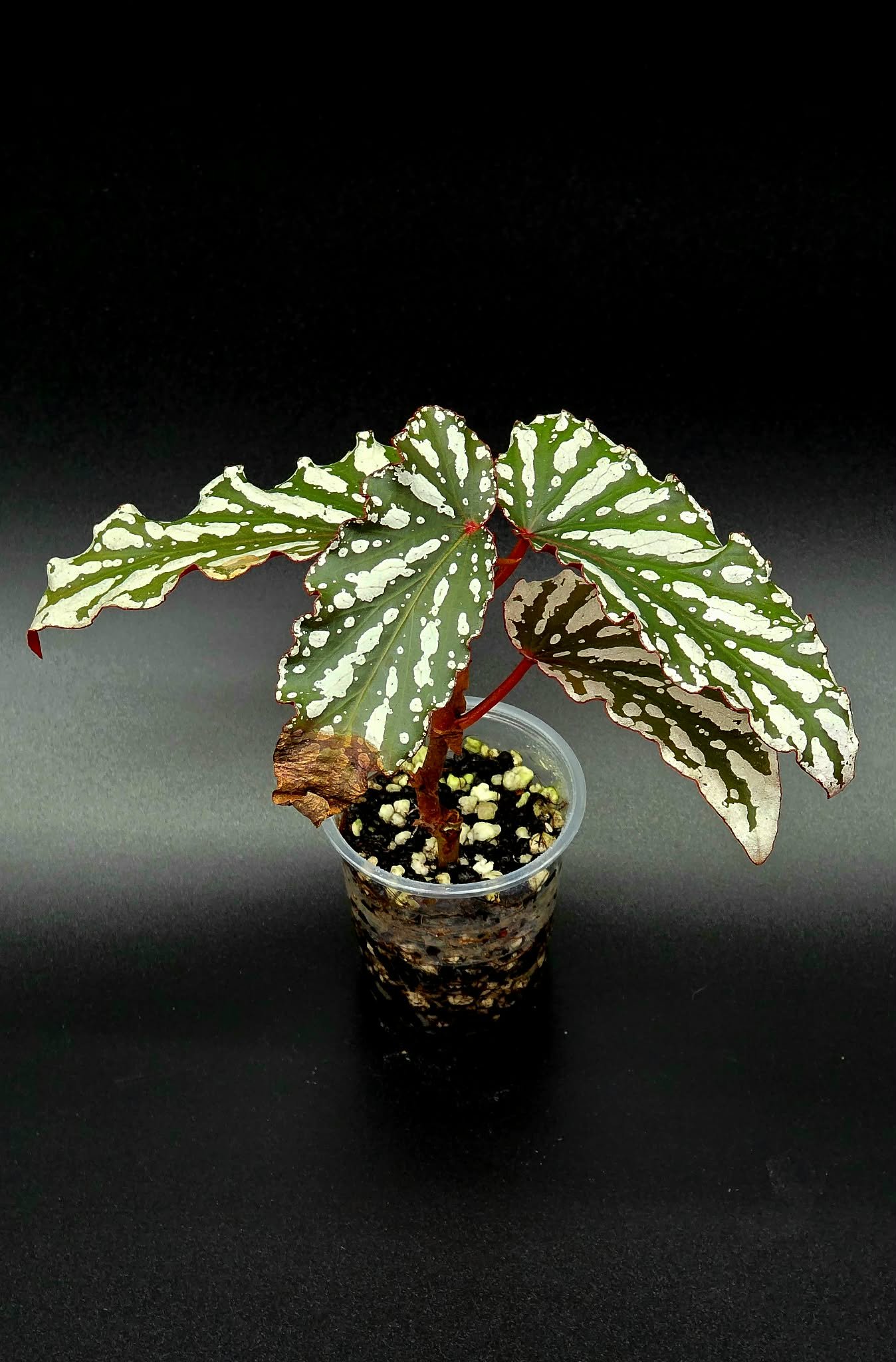 Begonia Spotlight Dark