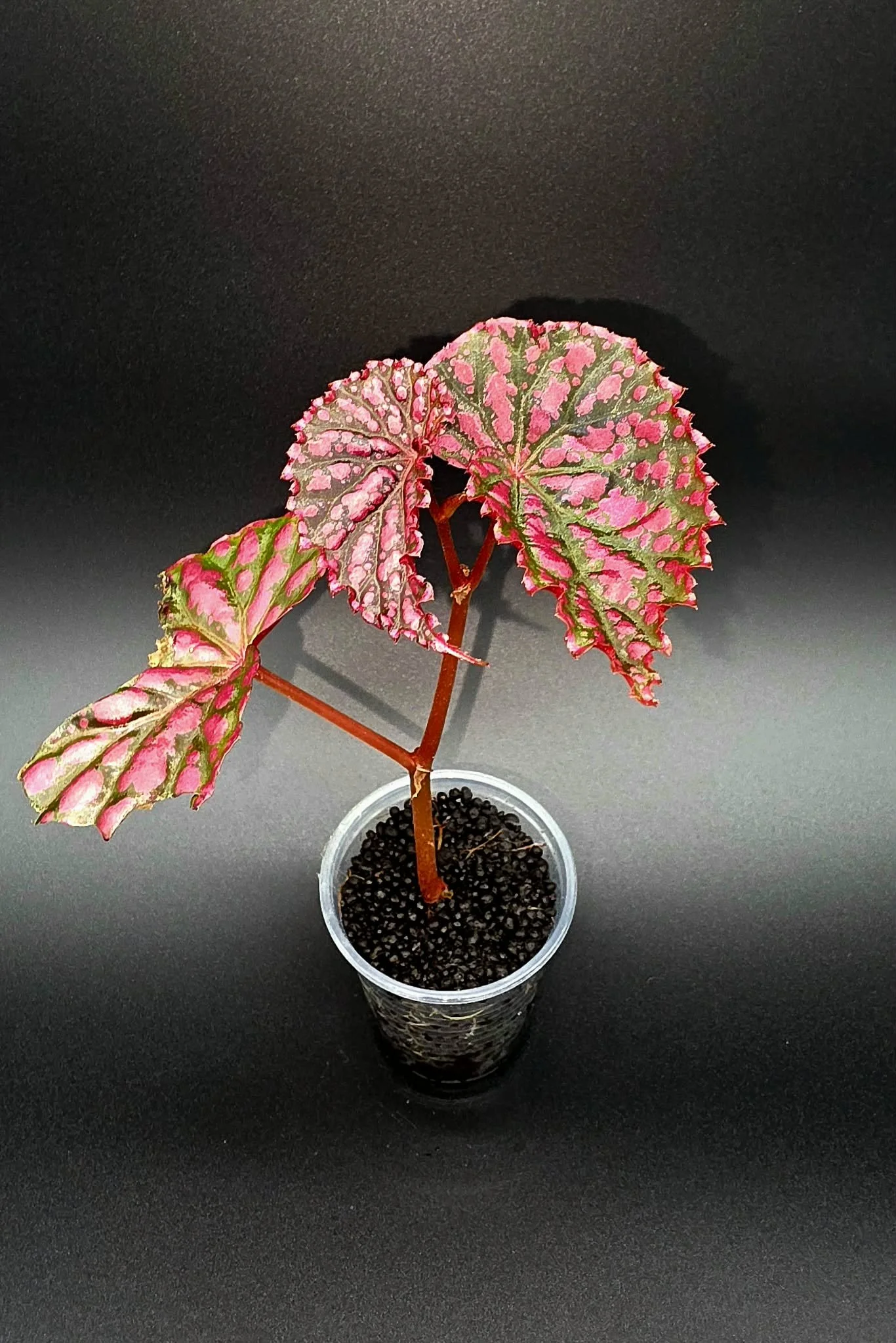 Begonia Negronensis x Chloristica 1.jpg