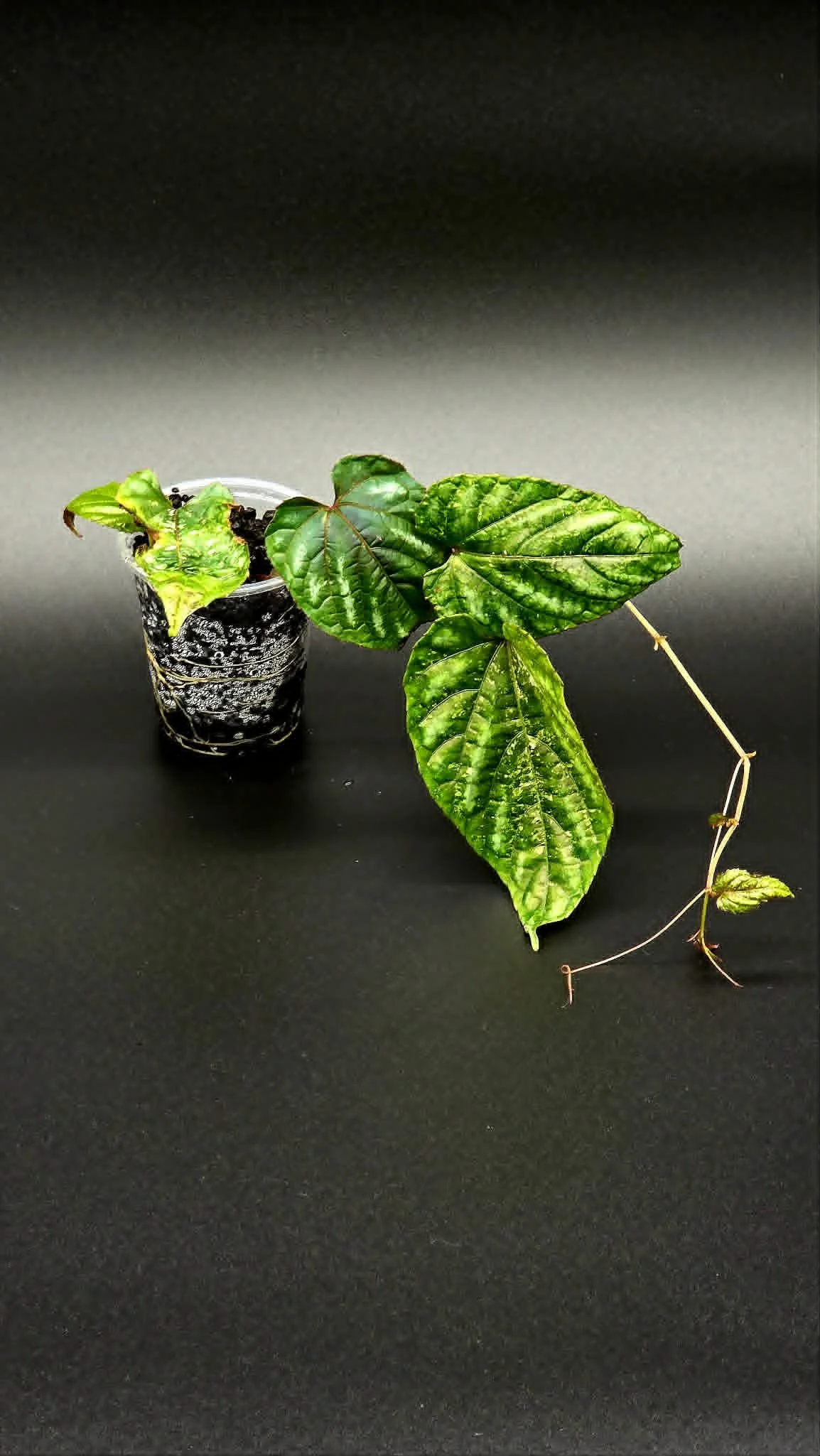 Cissus Discolour 'Blume Pink' Variegated - A