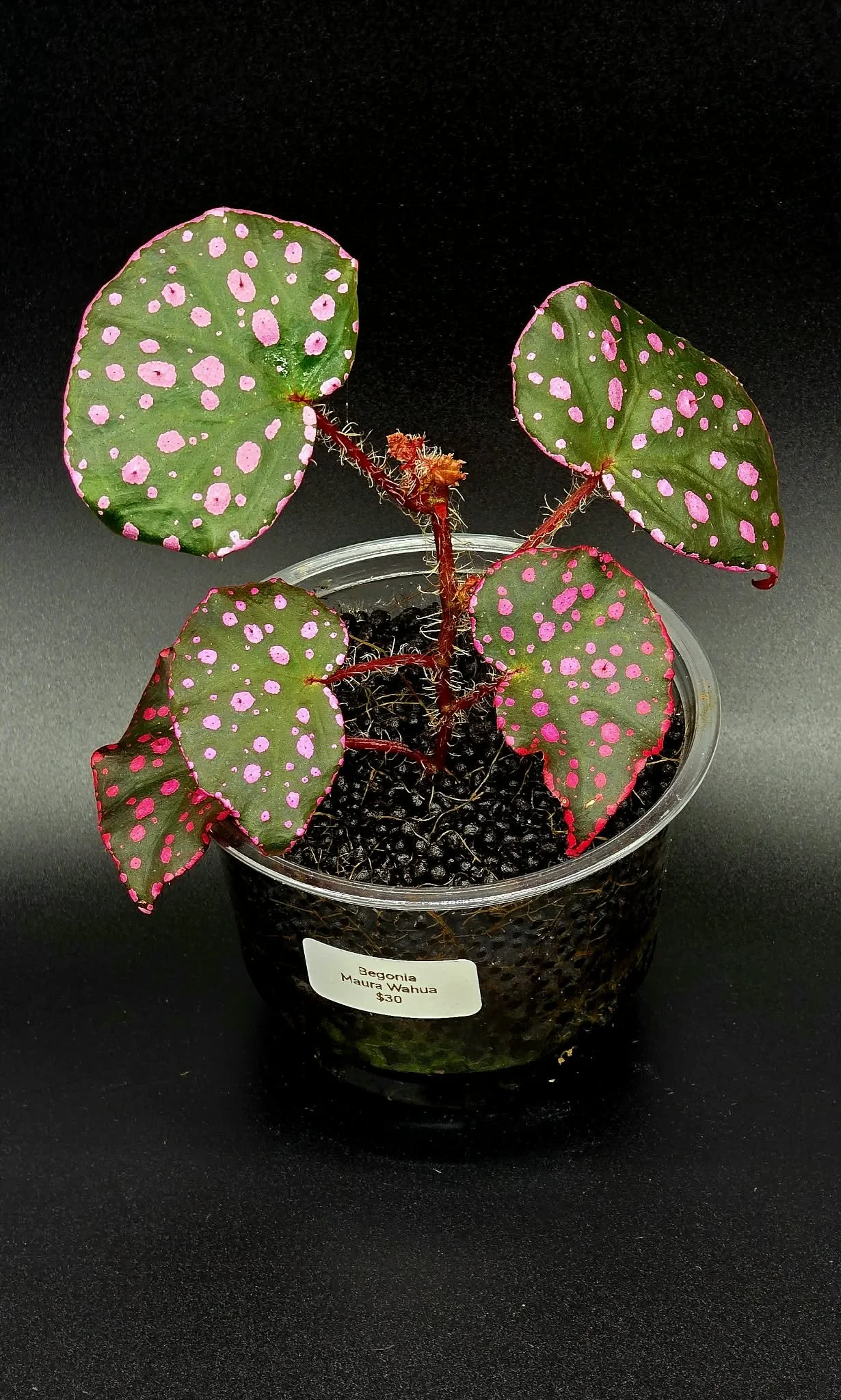 Begonia Maura Wahua