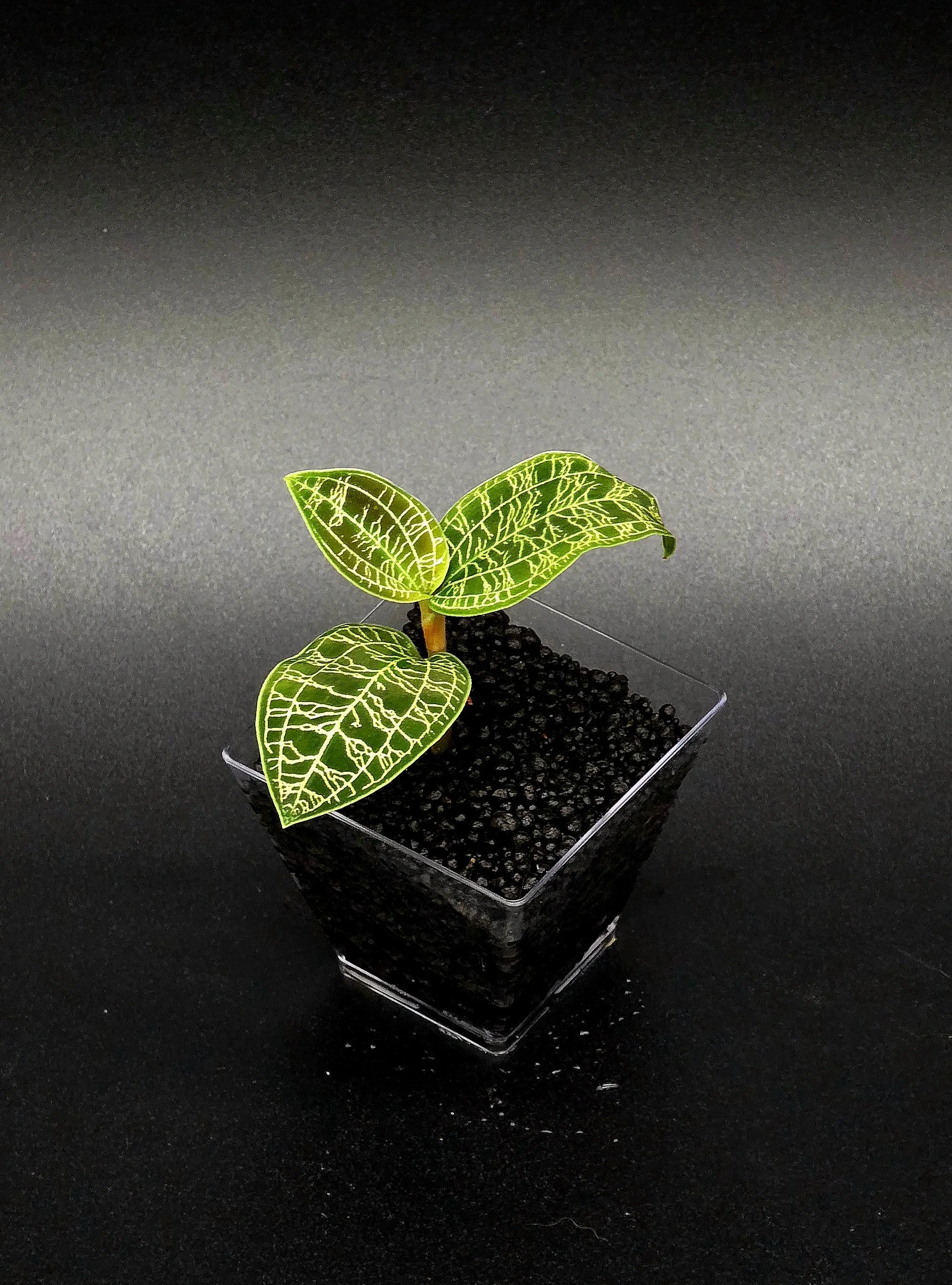 Macodes Petola (Jewel Orchid)