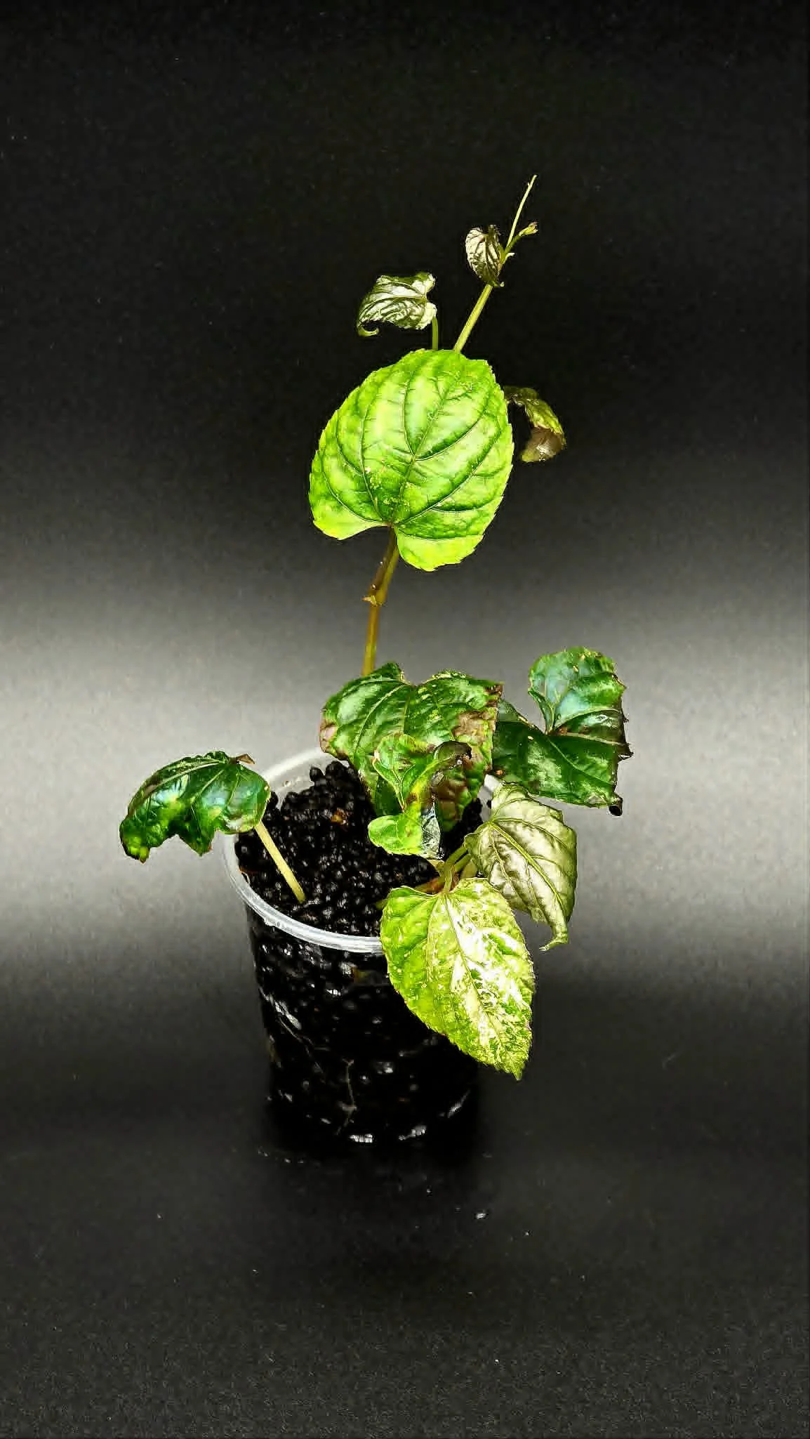 Cissus Discolour 'Blume Pink' Variegated - B