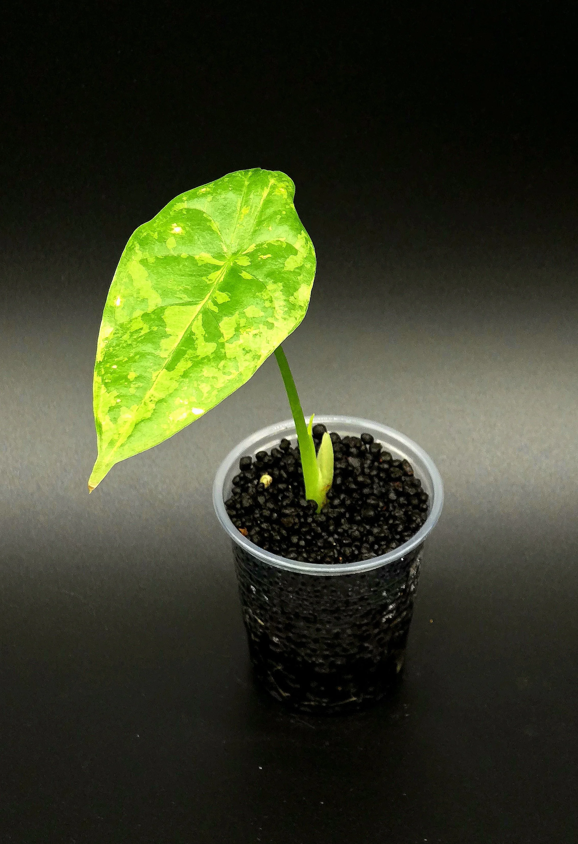 Alocasia Acuminata Albo