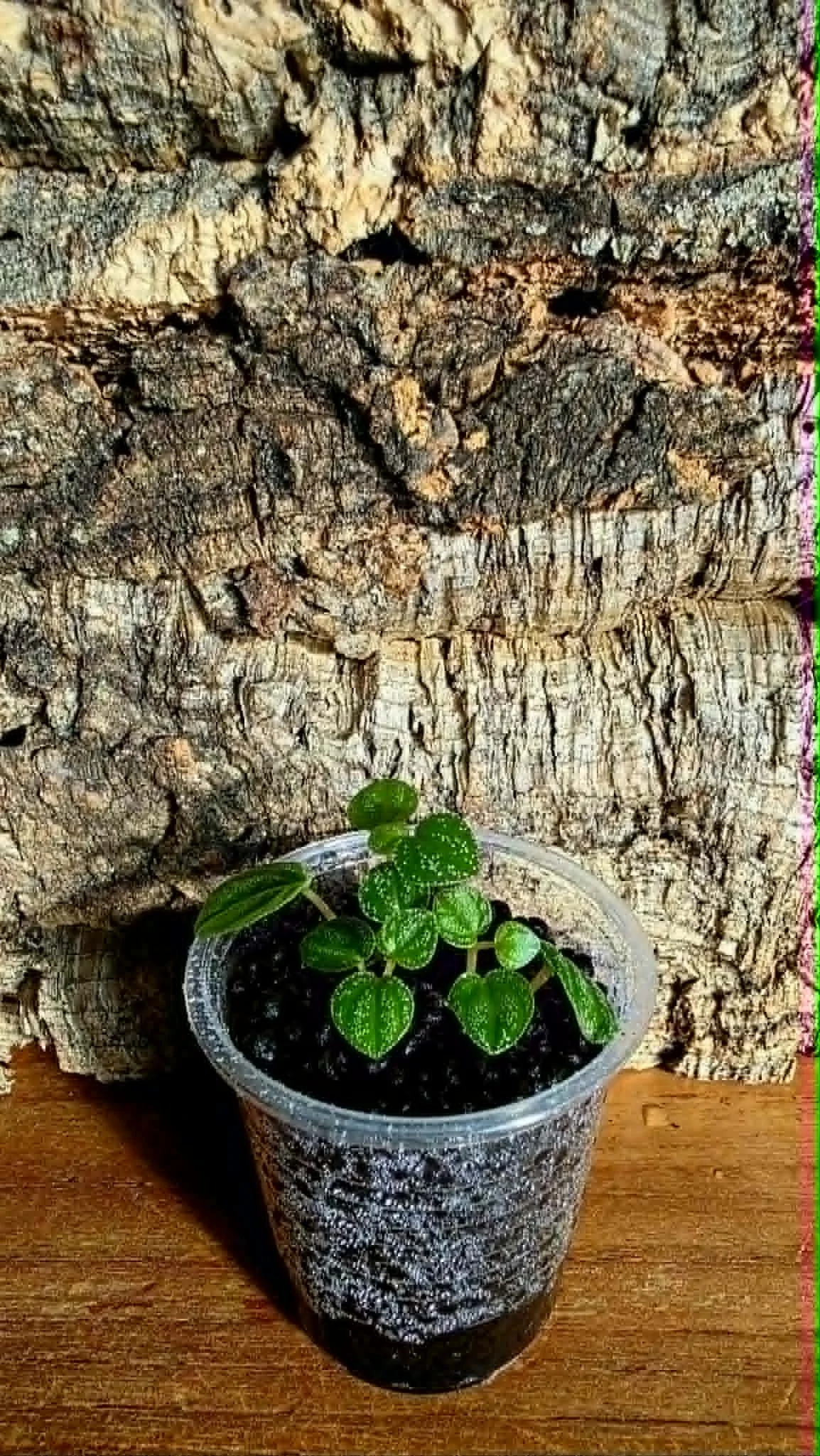 Peperomia Antoniana Green