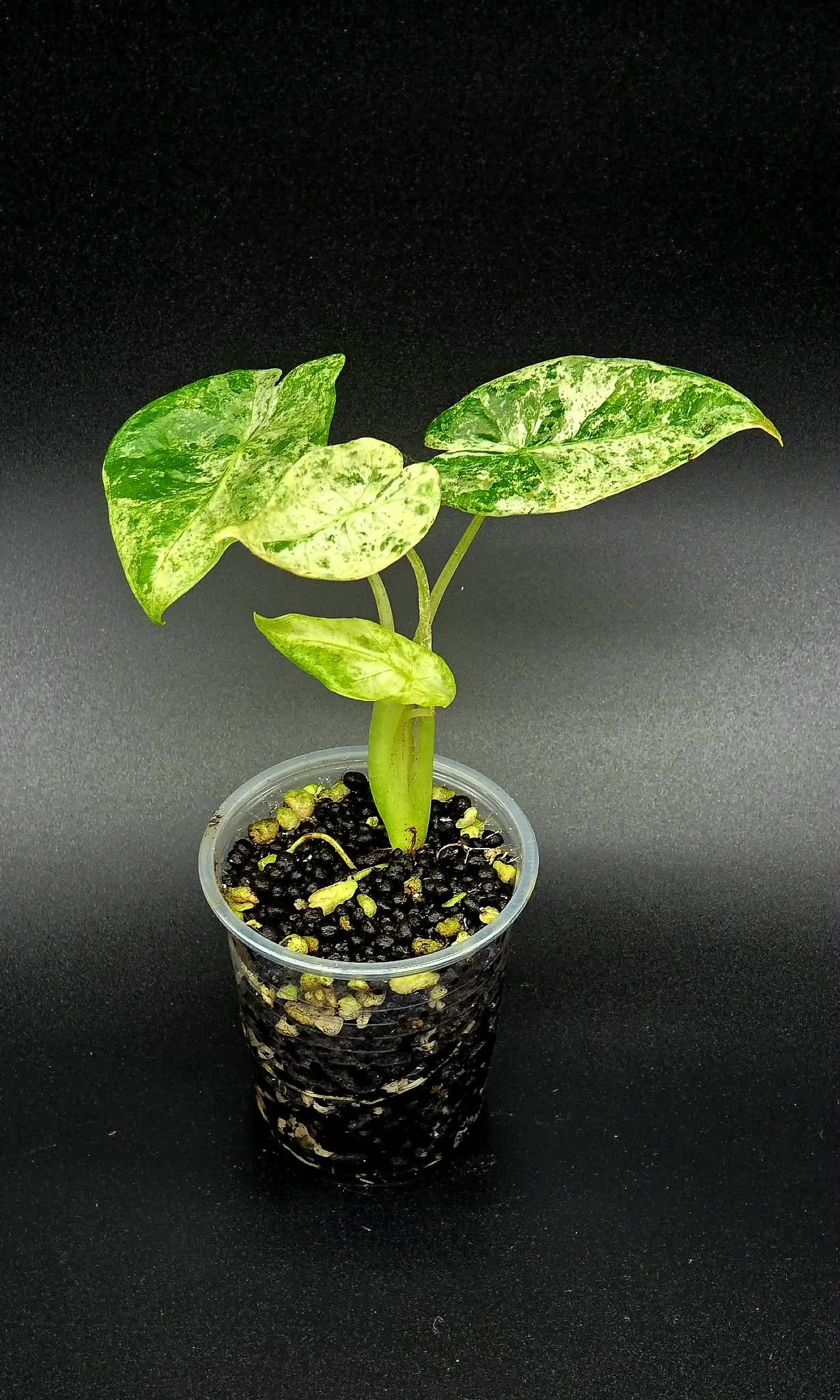 Alocasia Odora Batik - B