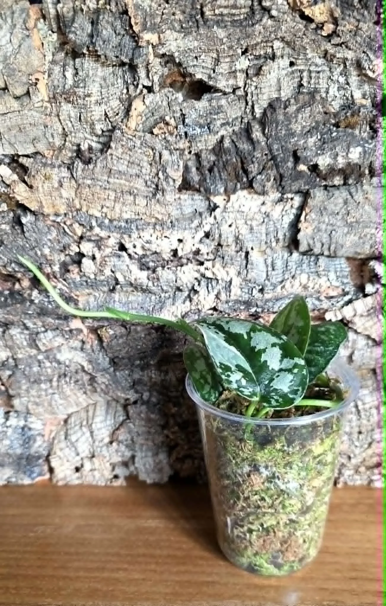 Scindapsus Mayari