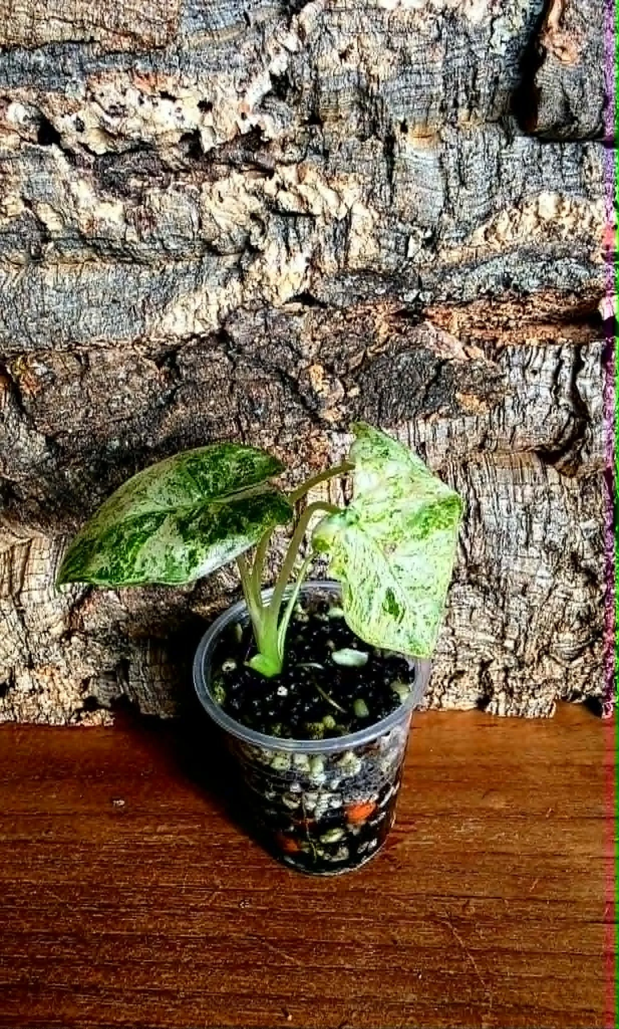 Alocasia Odora Batik