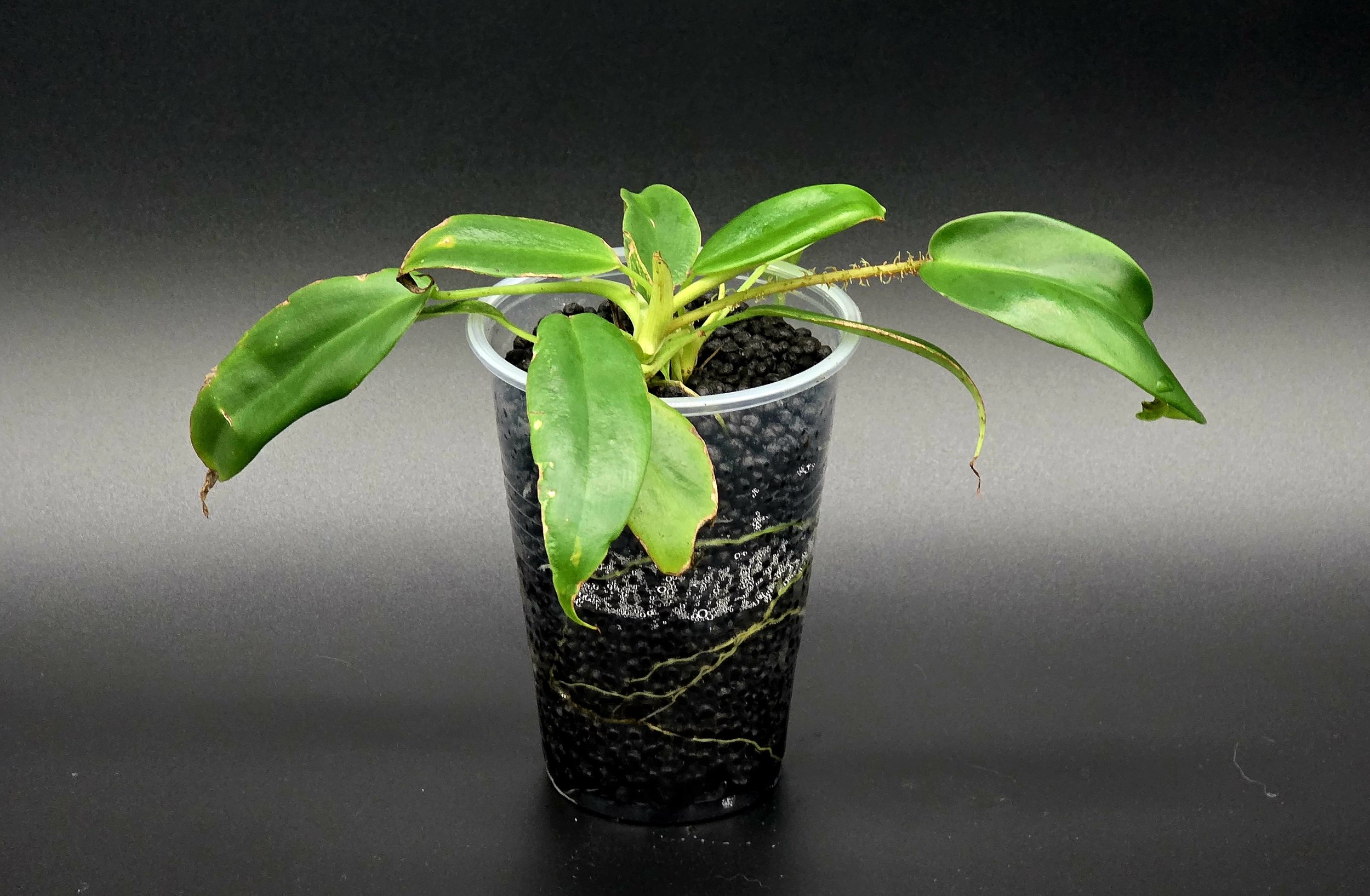 Philodendron Squamiferum
