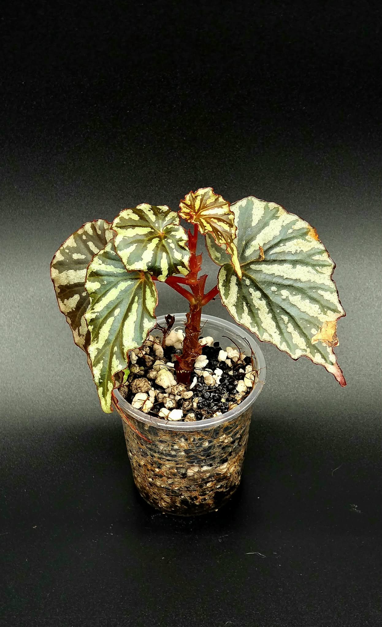 Begonia Irian Jaya