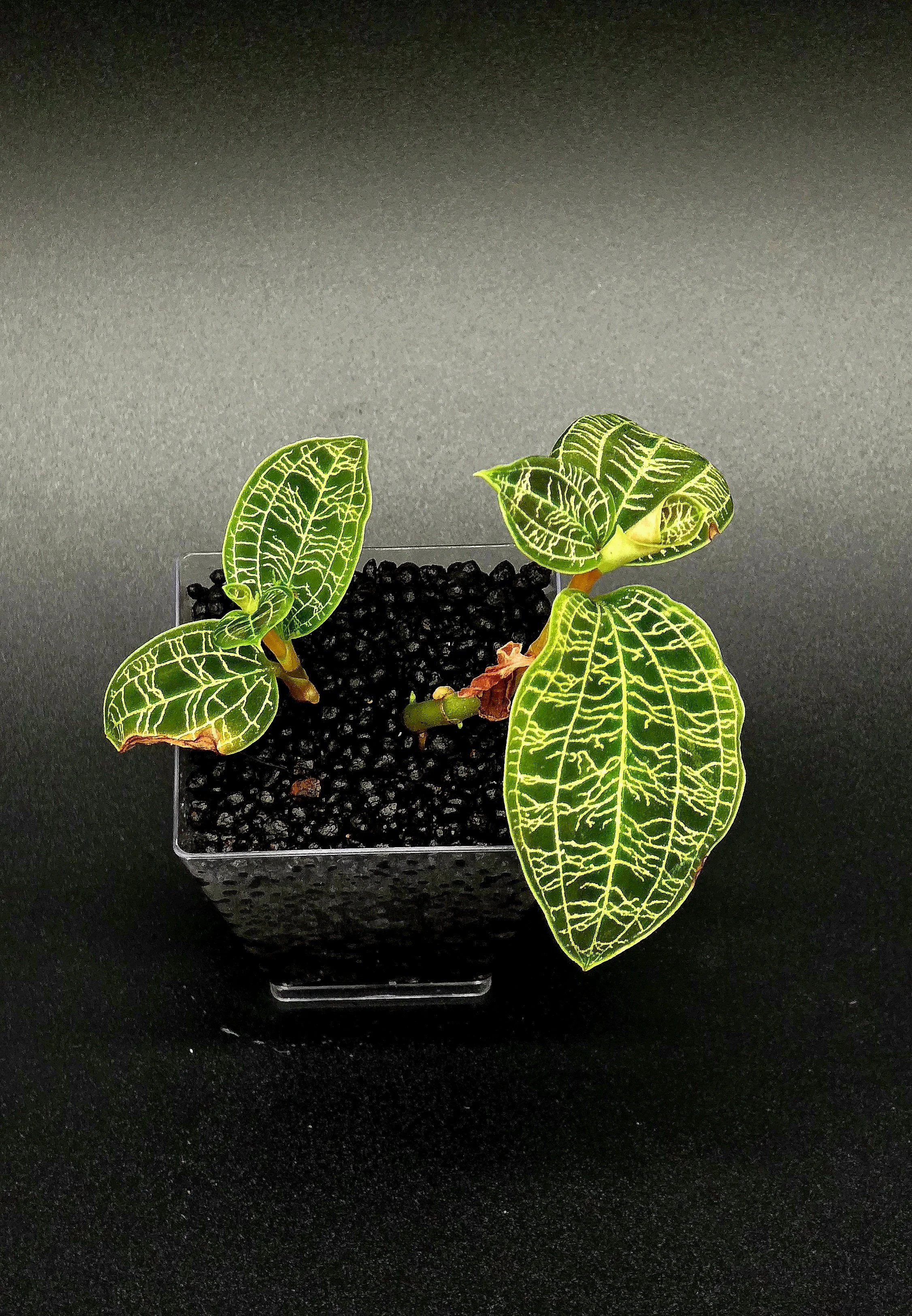 Macodes Petola (Jewel Orchid)