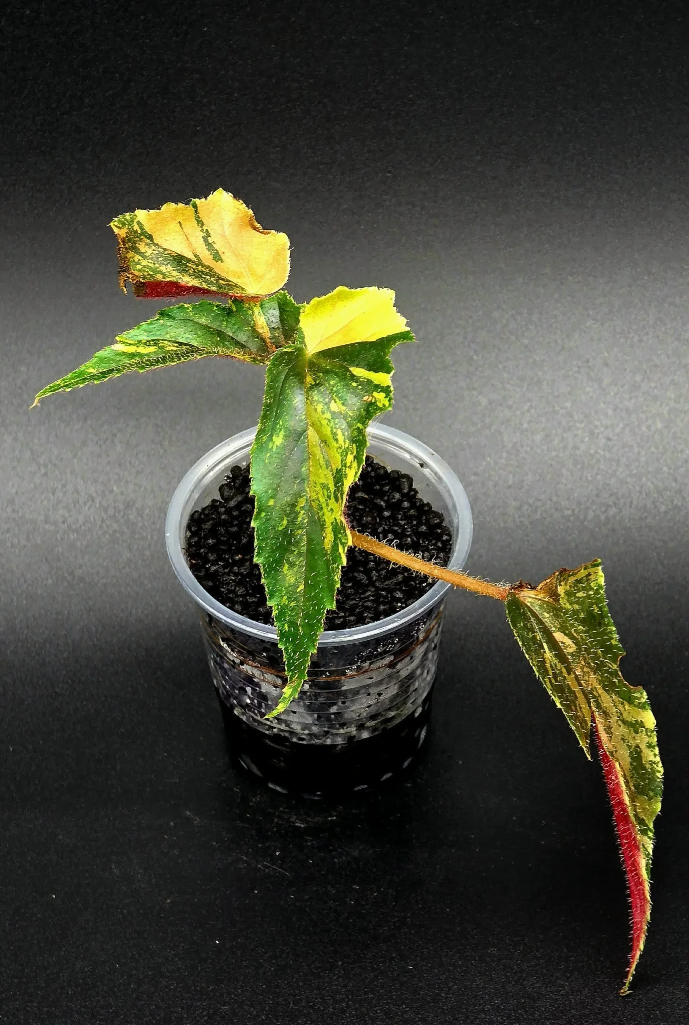 Begonia Ginny Galaxy