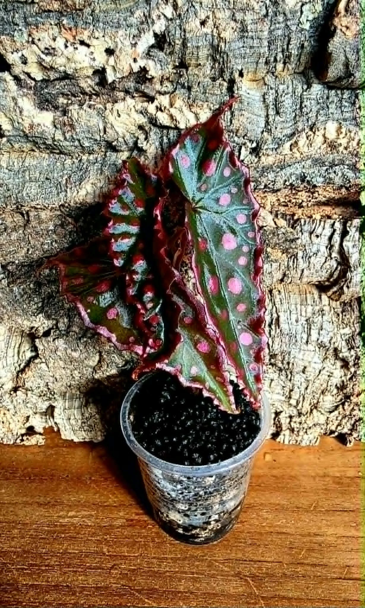 Begonia Darthvaderiana x Amphioxous2.jpg
