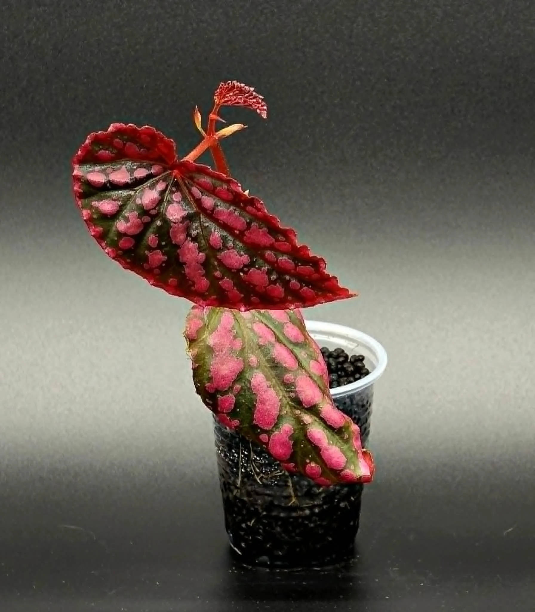 Begonia Negronensis x Chloristica - B