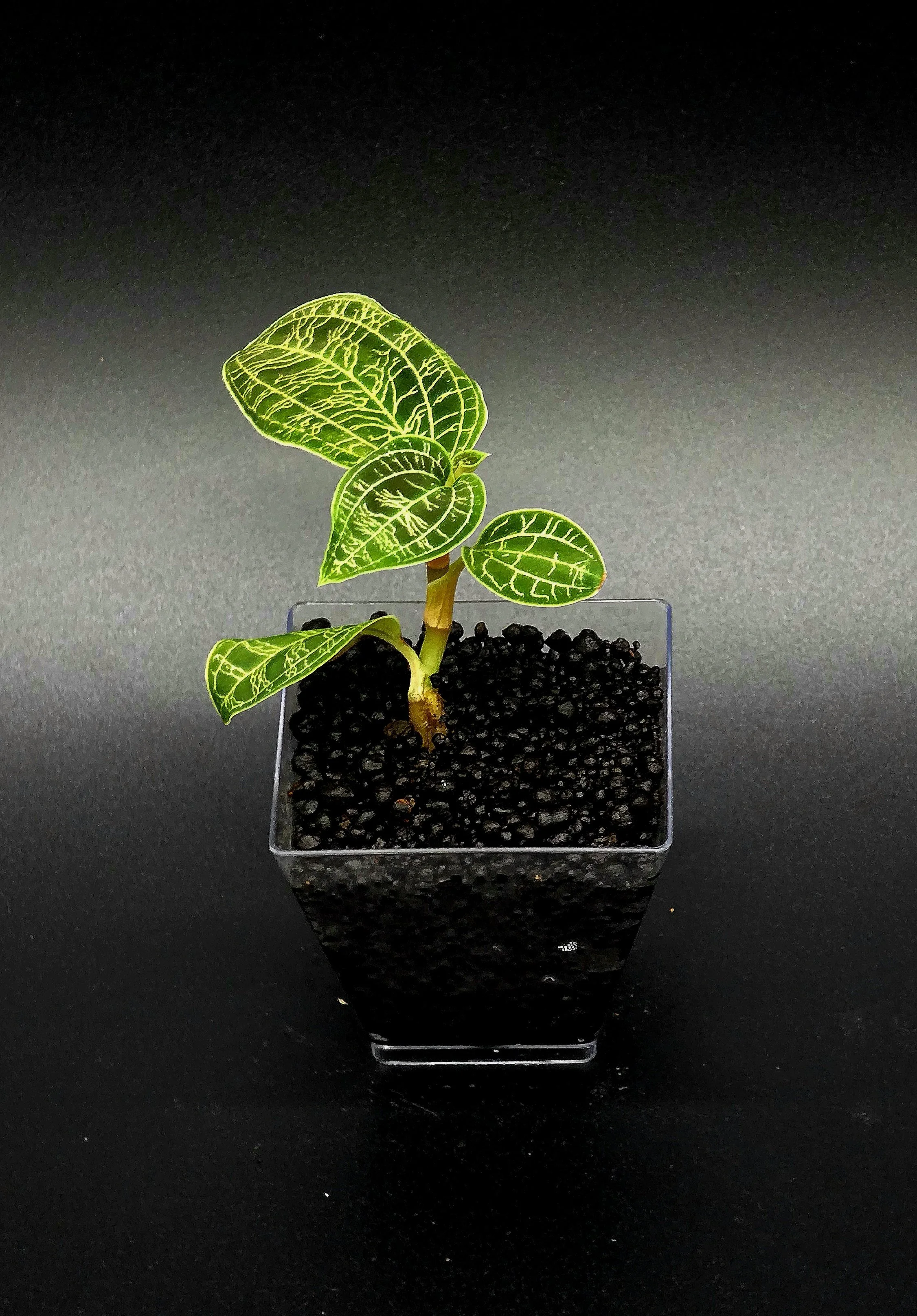 Macodes Petola (Jewel Orchid)