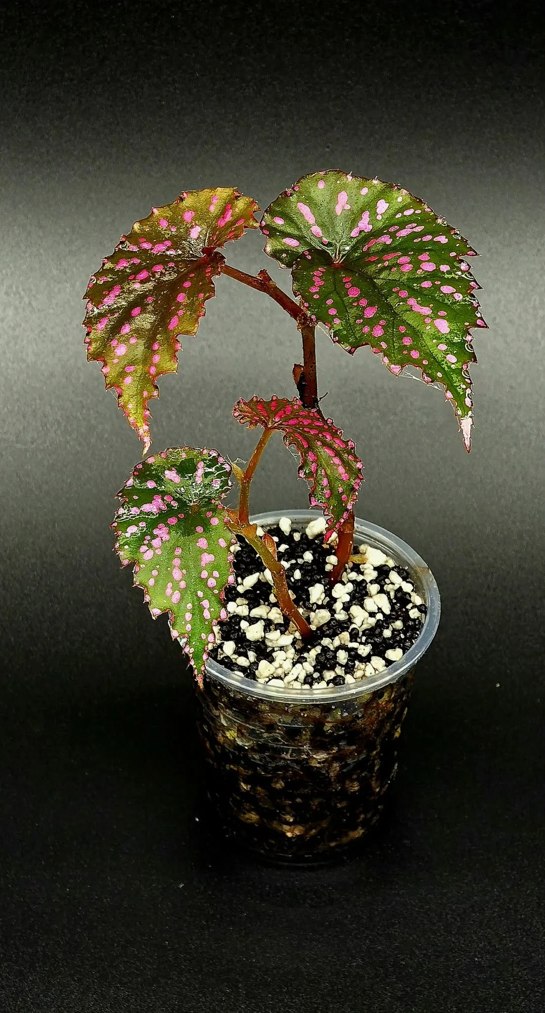 Begonia Negronensis - B