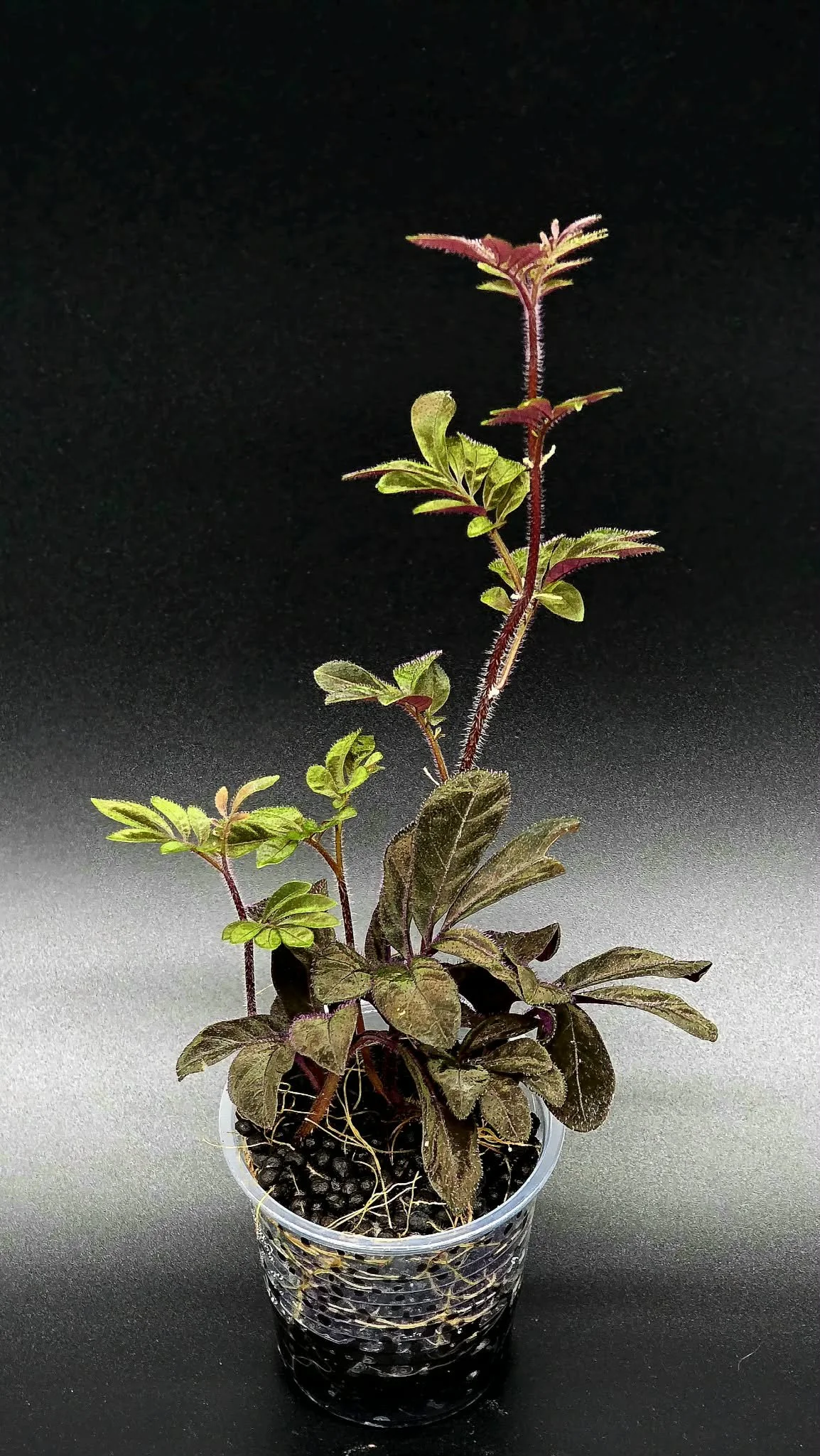 Solanum Uleanum - A1.jpg