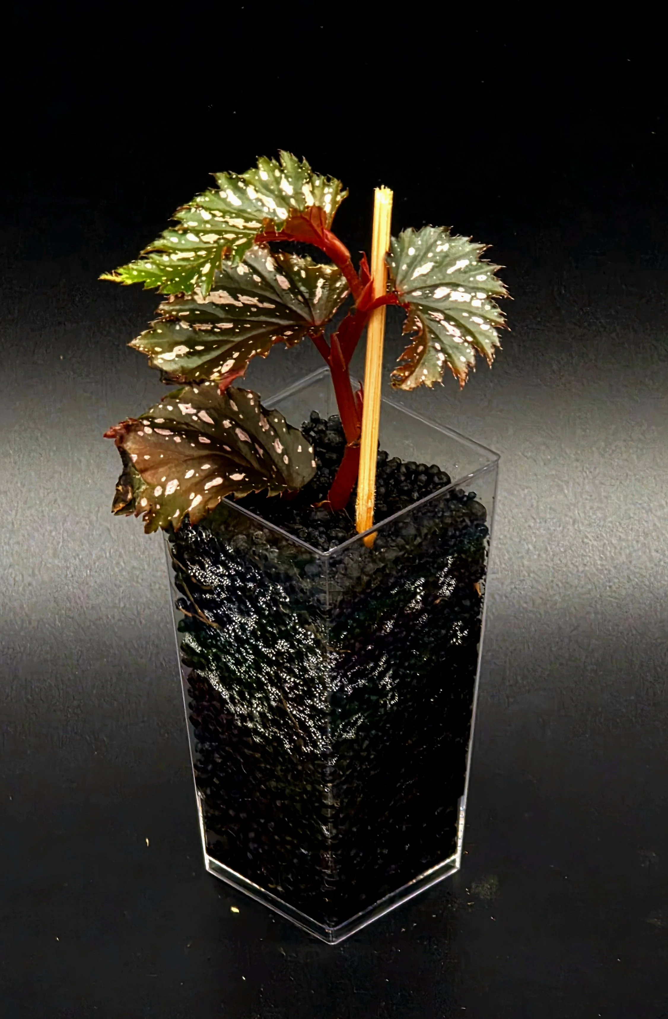 Begonia Serratipetala
