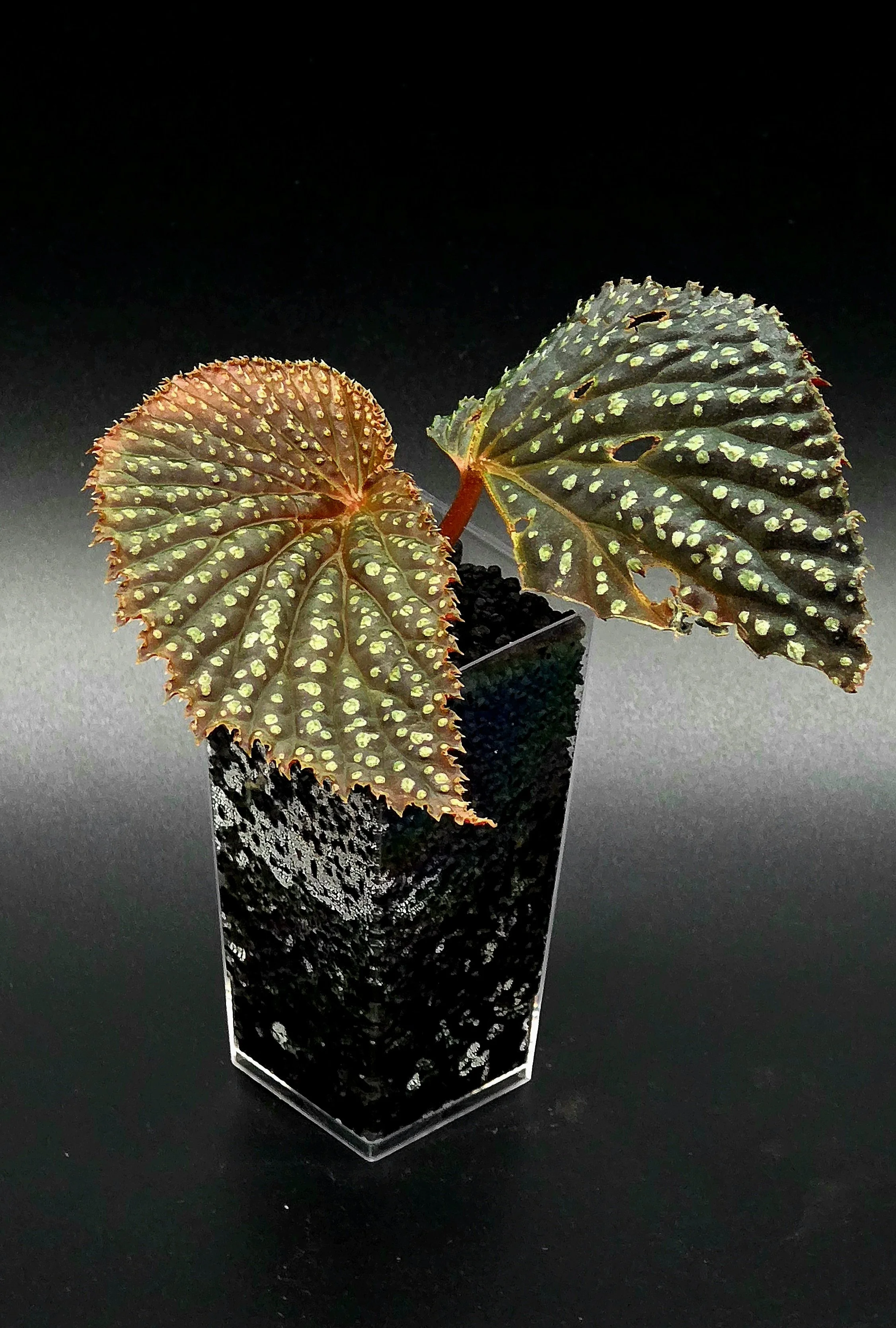 Begonia Mr. Freckles (NOID)