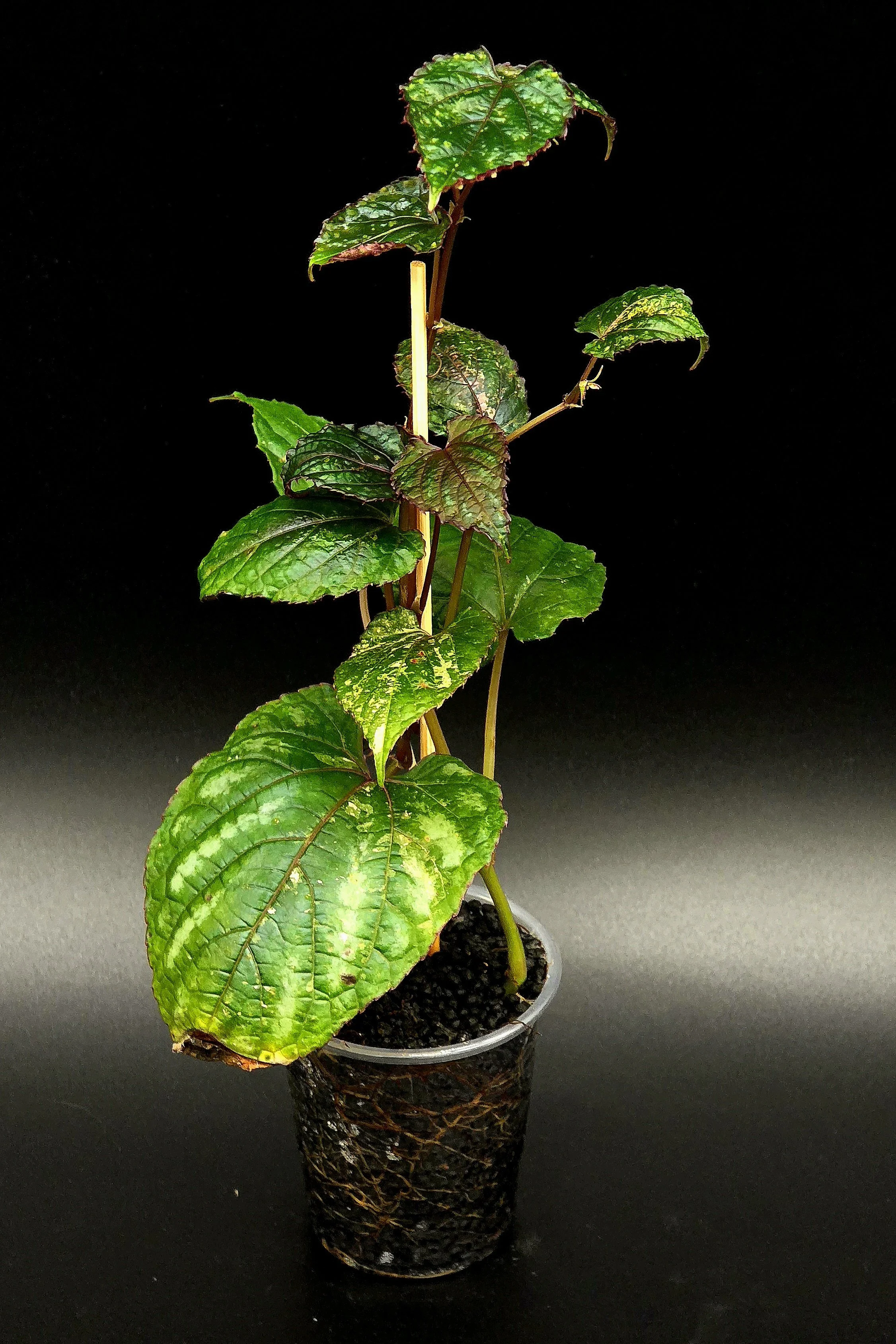 Cissus Discolor 'Blume' Pink Variegated