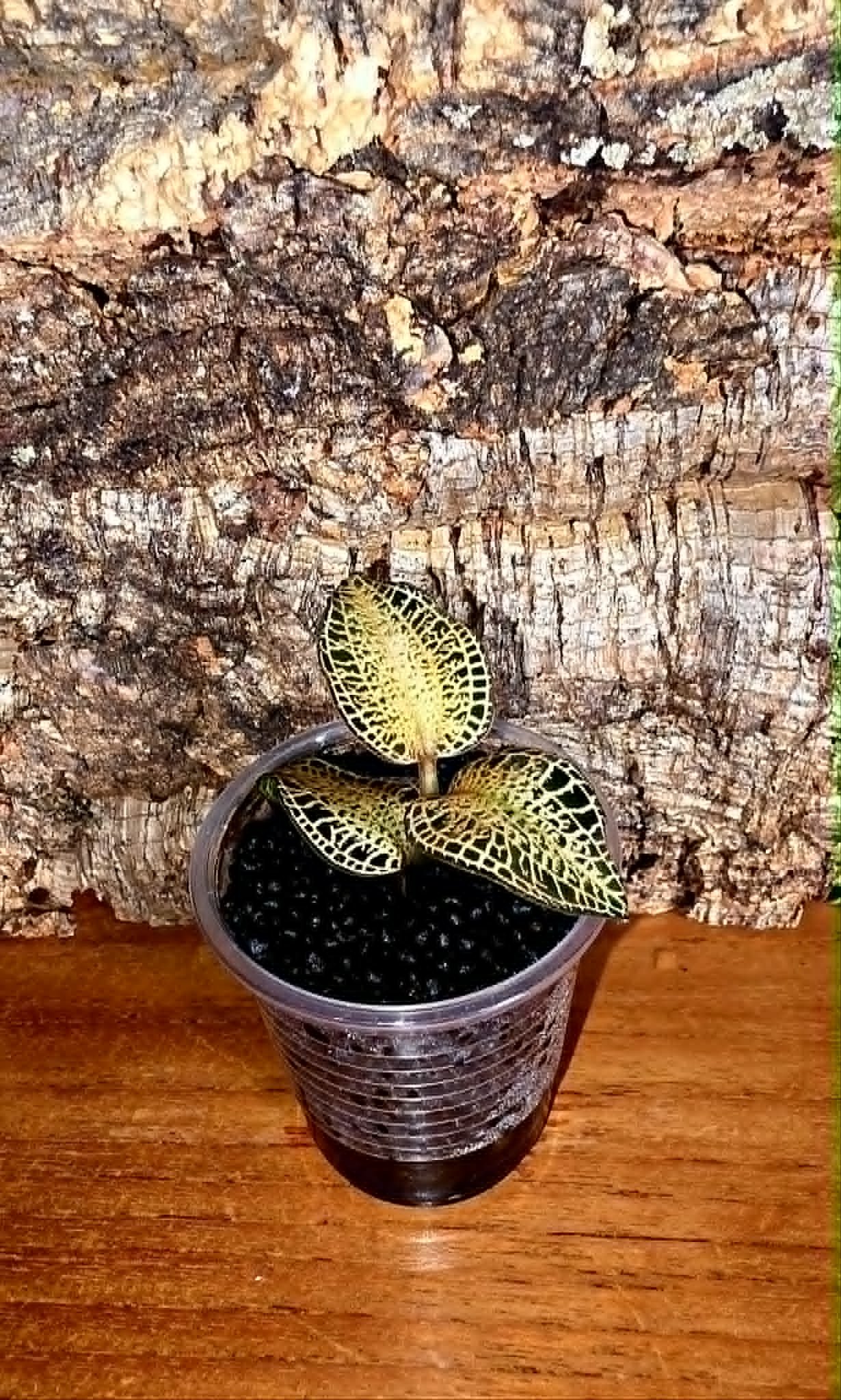 Anoechticilus Roxburghii "White Gold" - 1.jpg