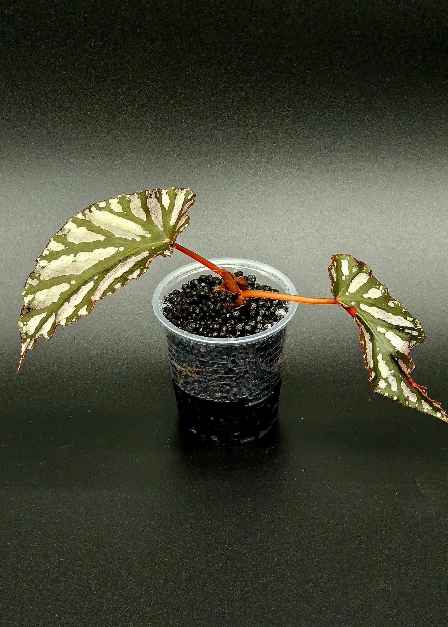 Begonia Down Home - B