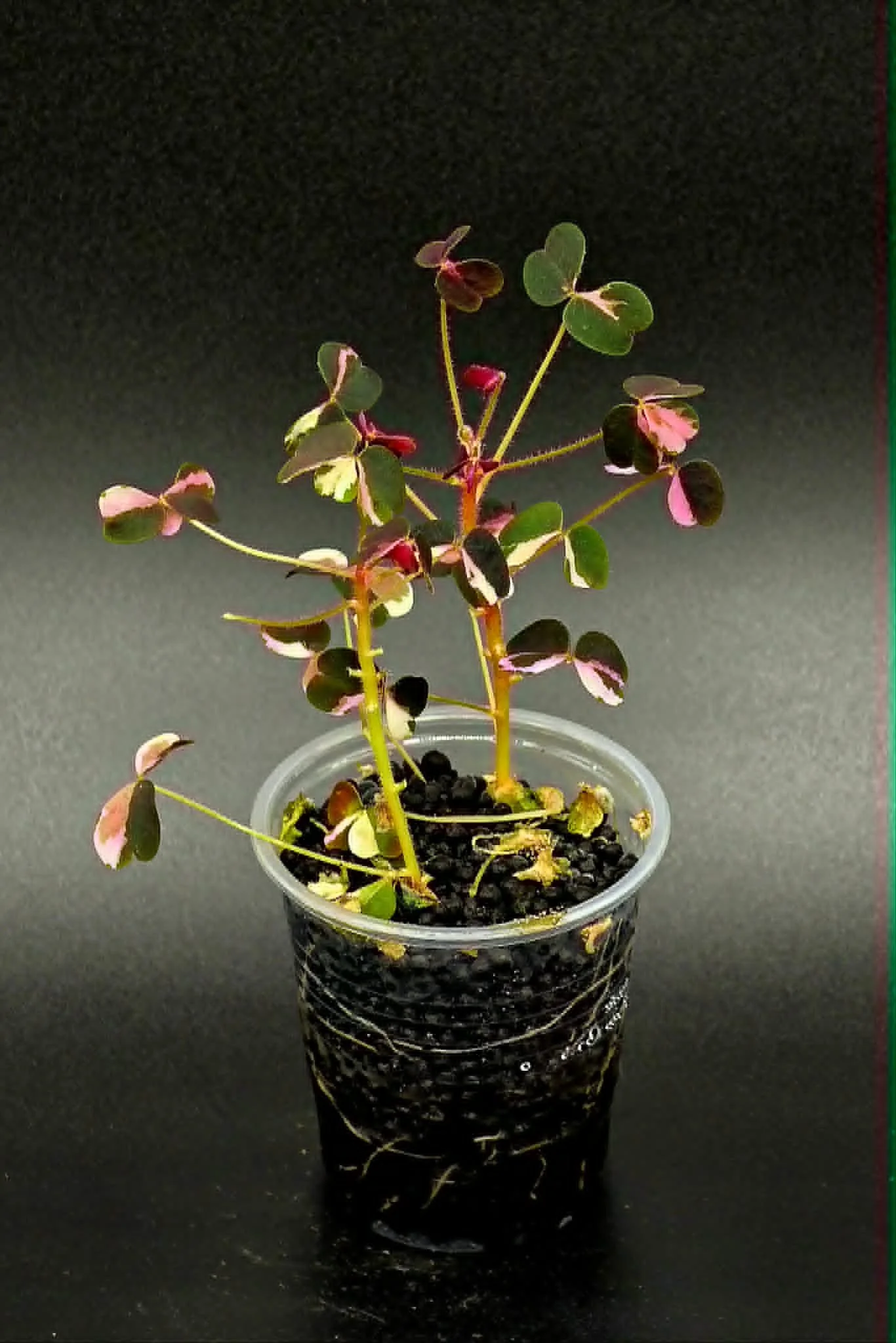 Oxalis Vulcanicola "Plum Crazy" - B