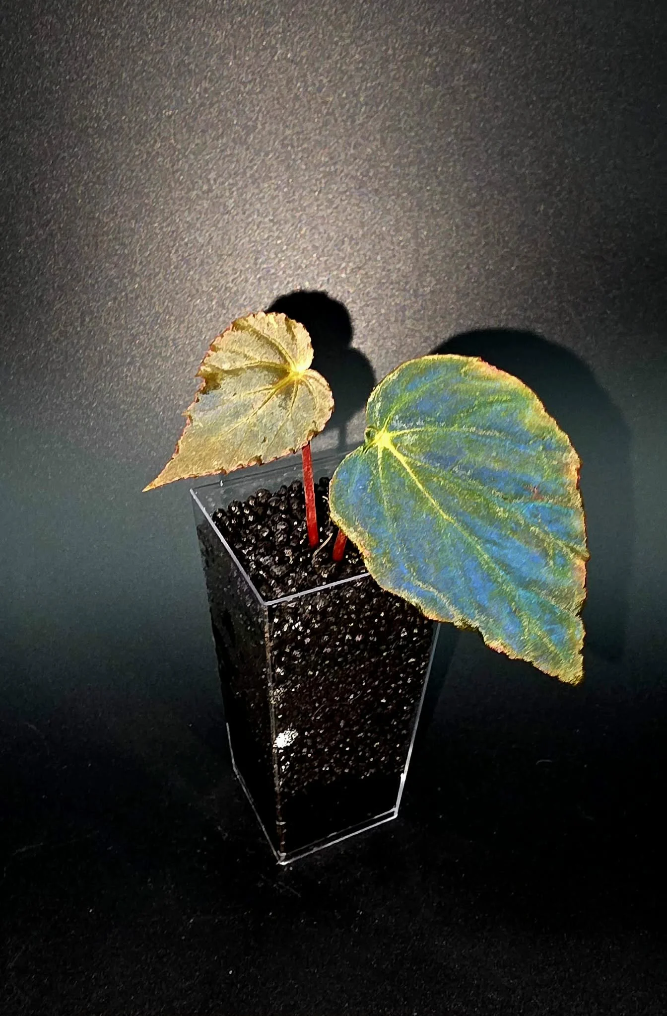 Begonia Pavonina E2.jpg