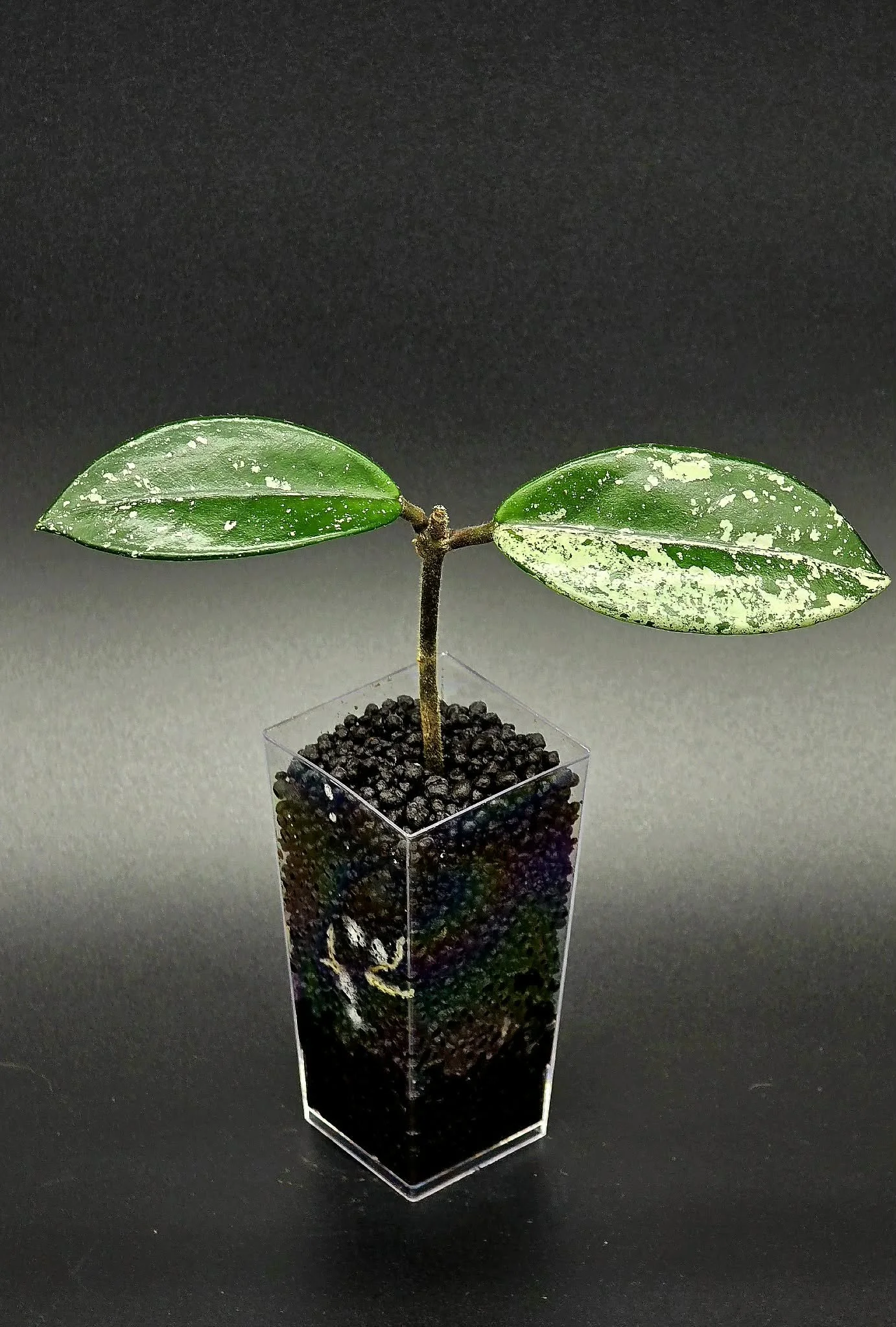 Hoya Wilbur Graves China - C