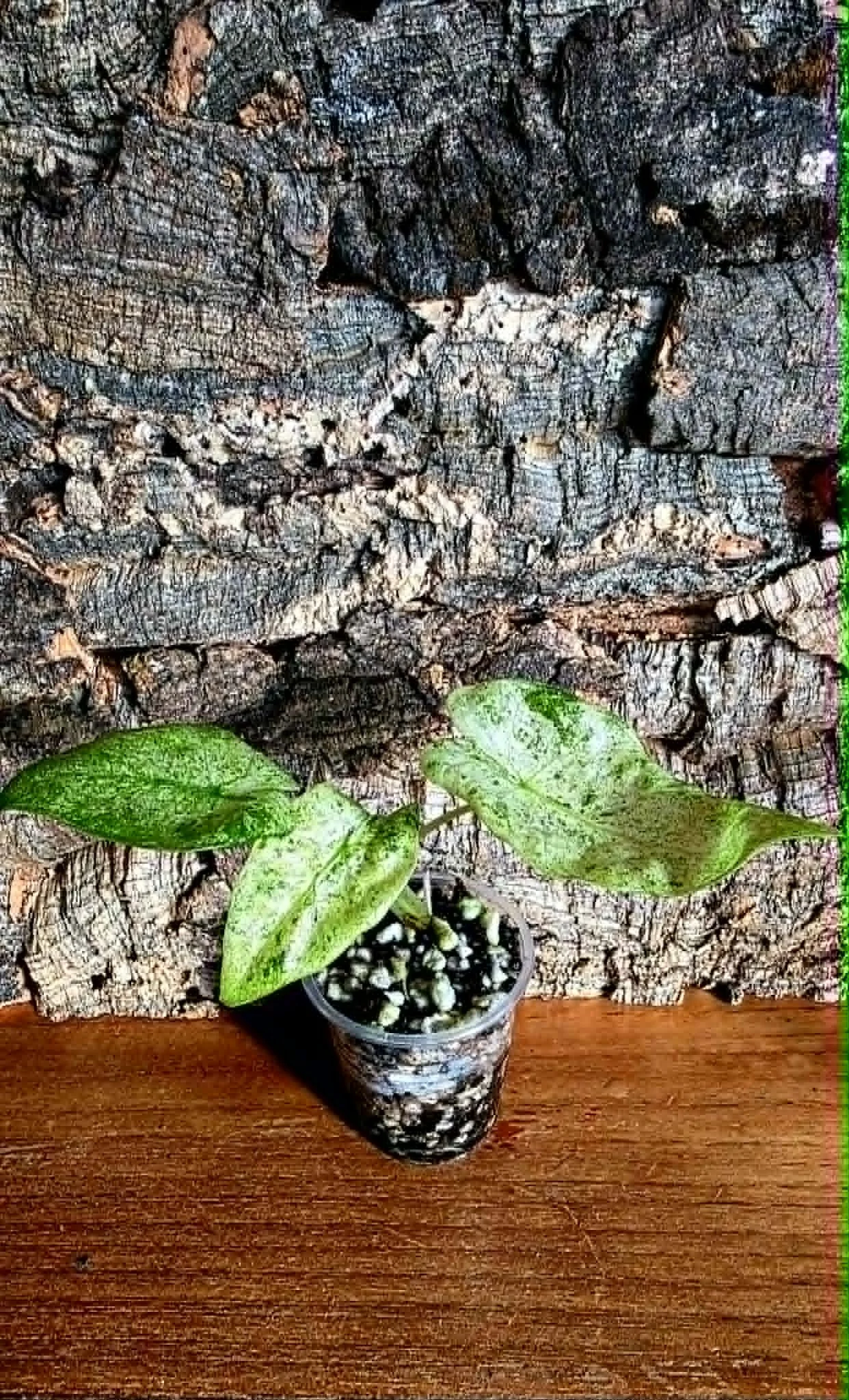 Alocasia Odora Batik
