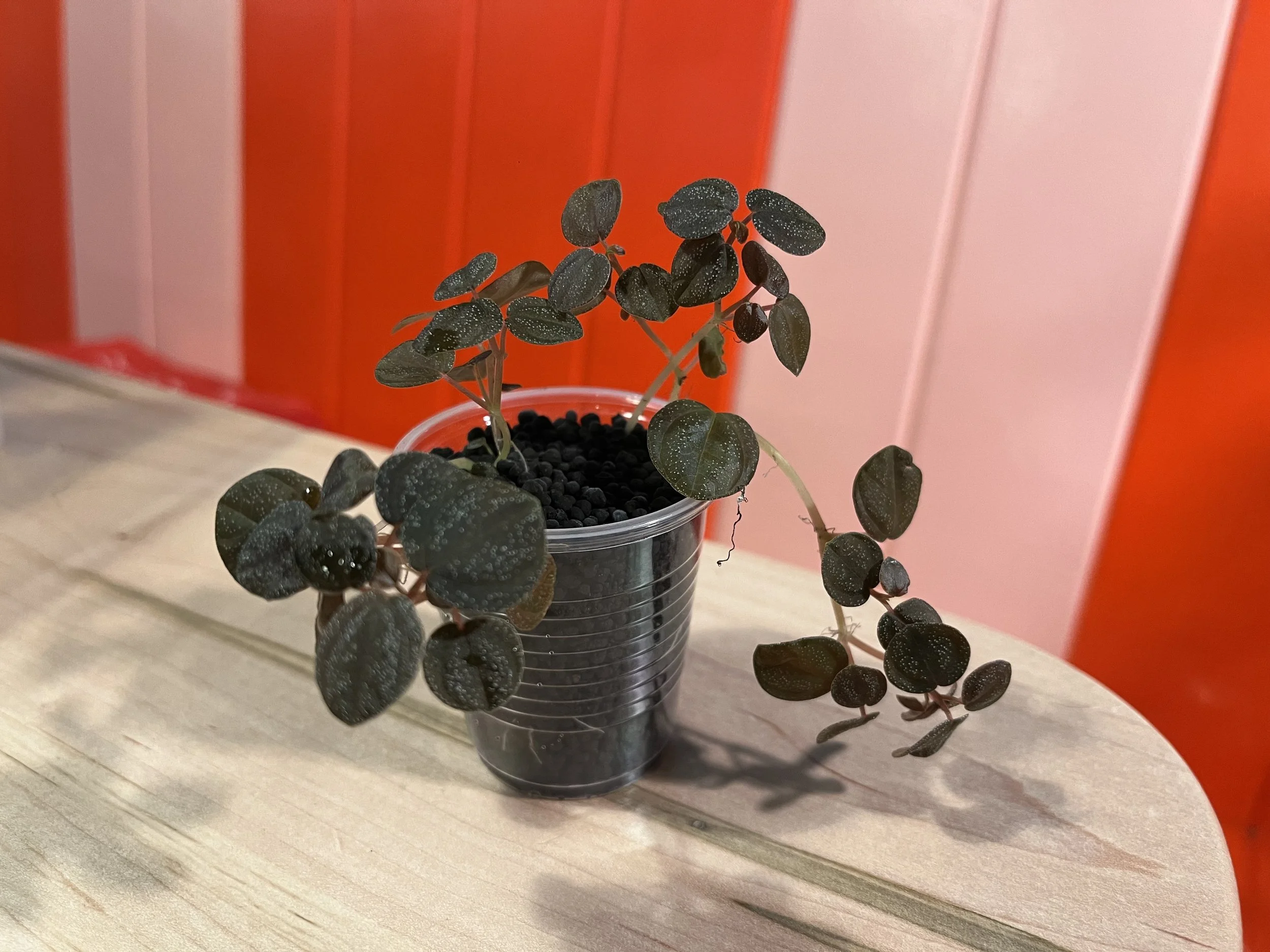 Peperomia aff Bicolor Peru Type 1