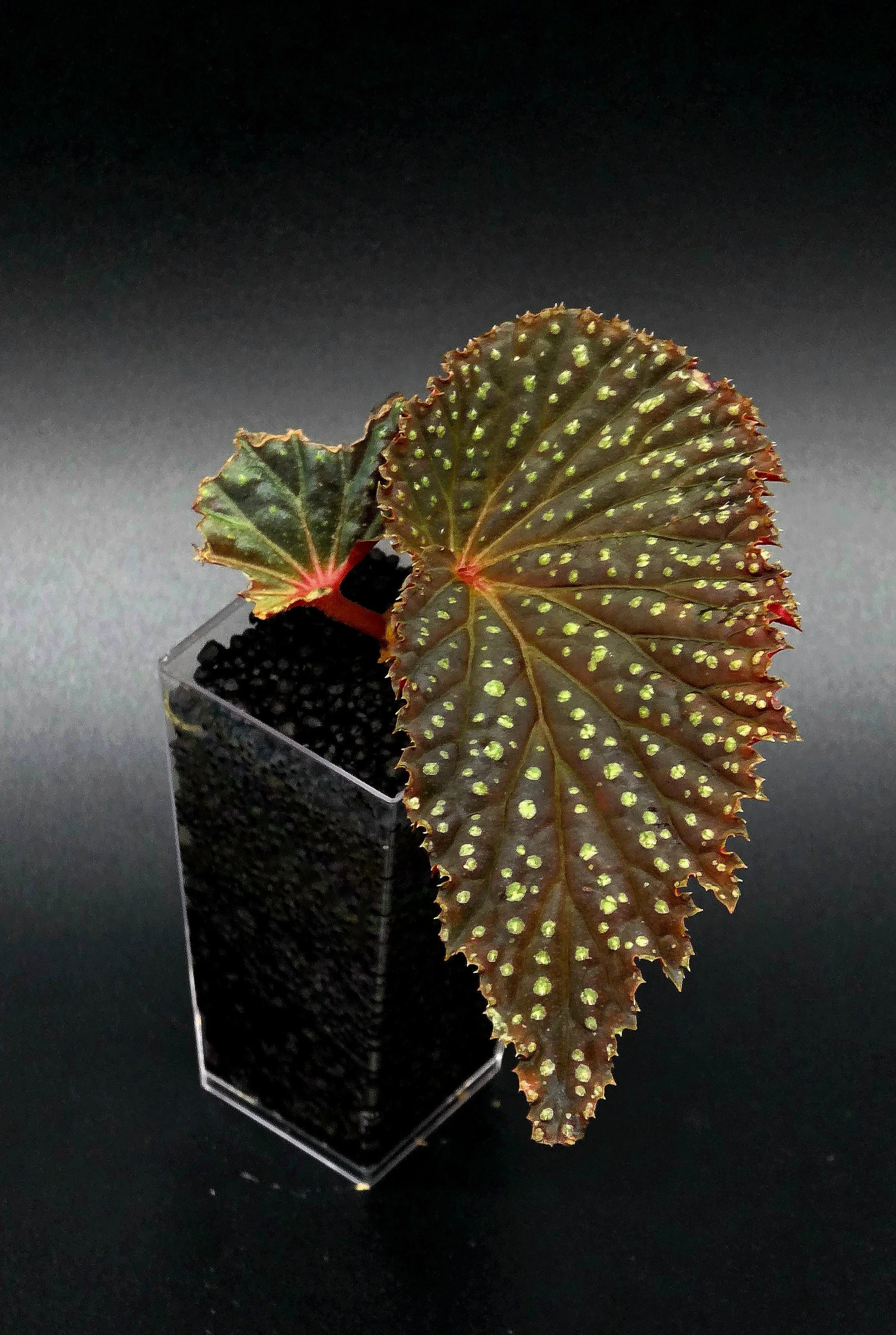 Begonia Mr. Freckles (NOID)
