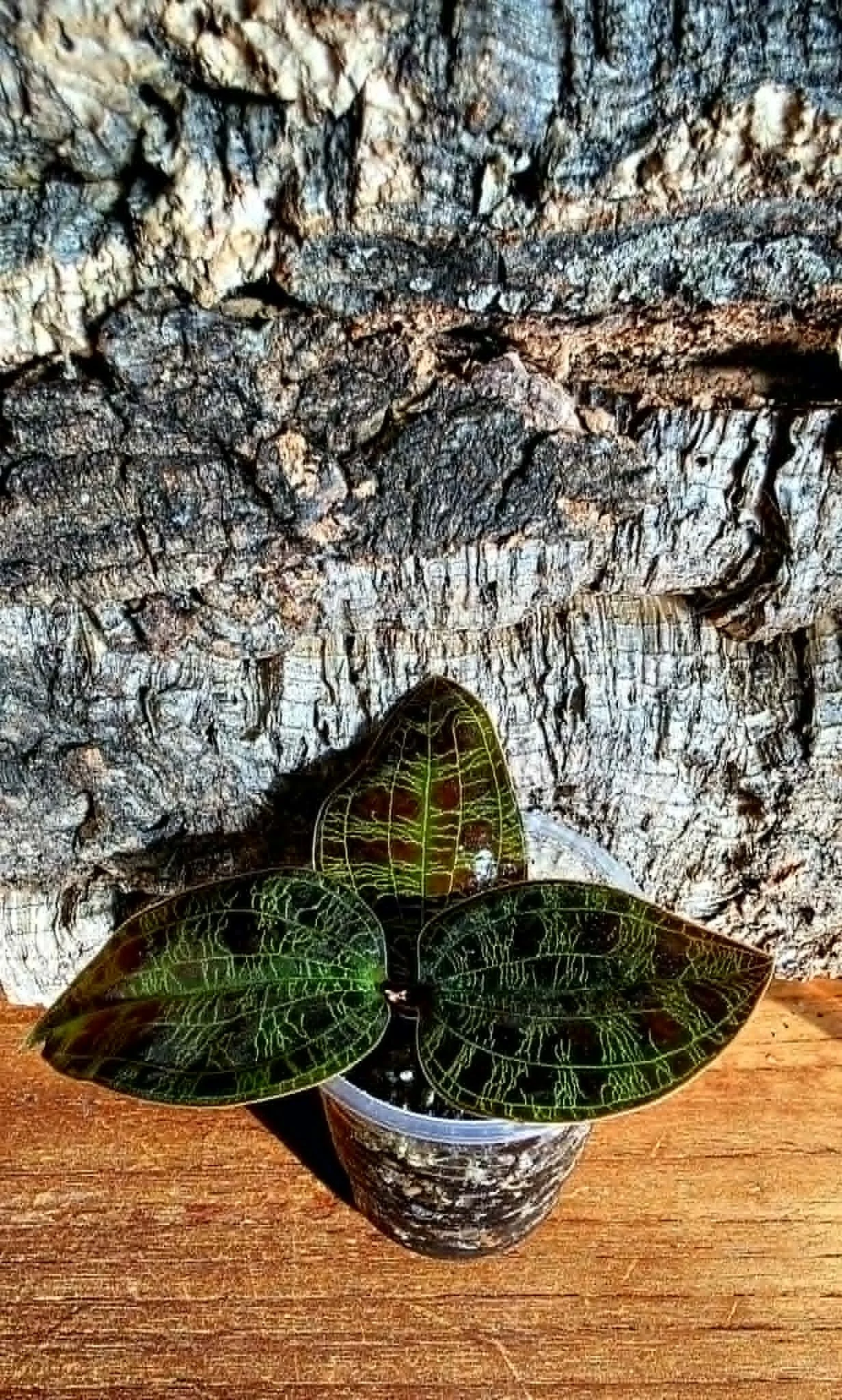 Macodes Petola Var. Kalimantan 2.jpg