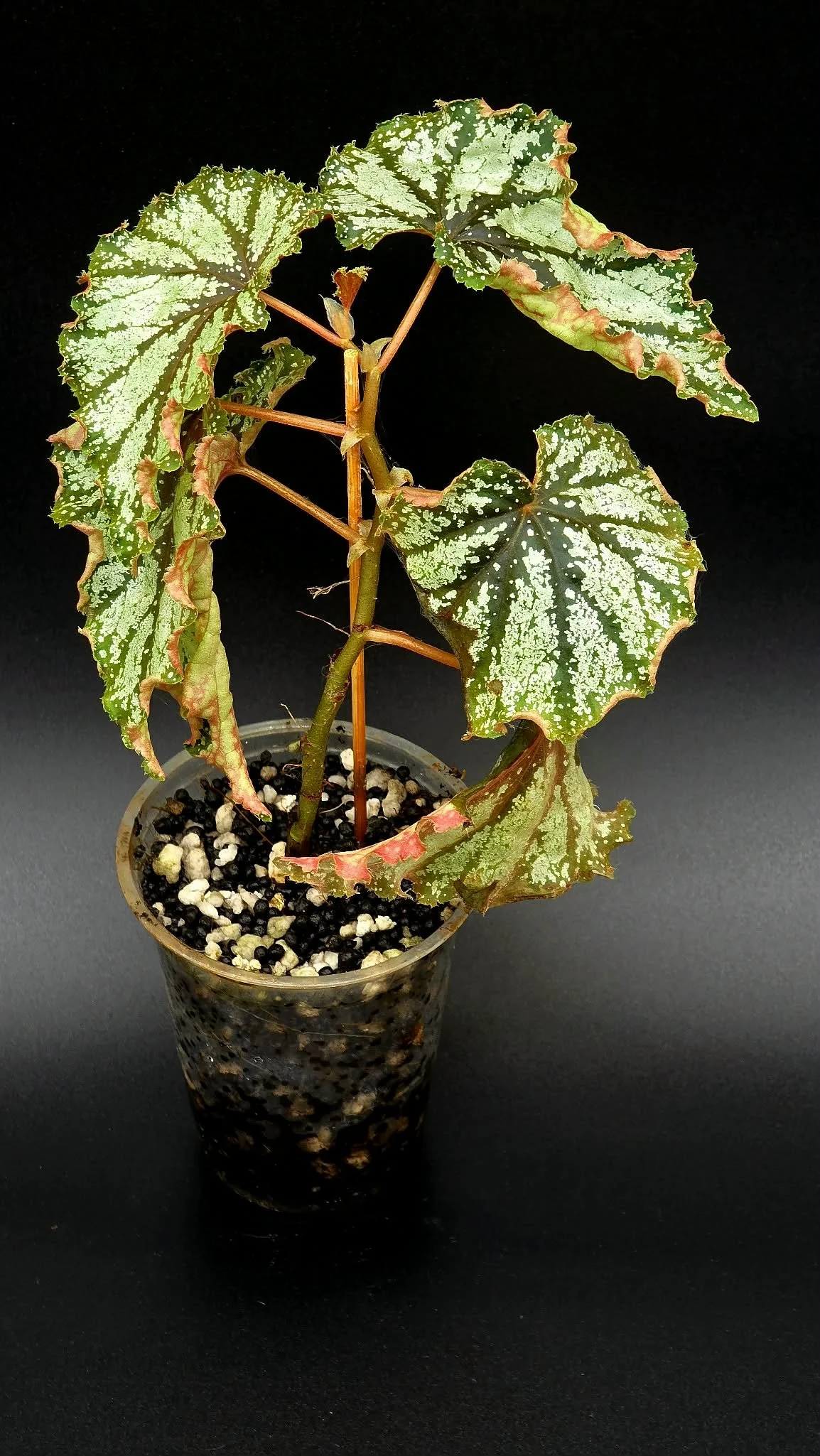 Begonia Thai Galaxy - A
