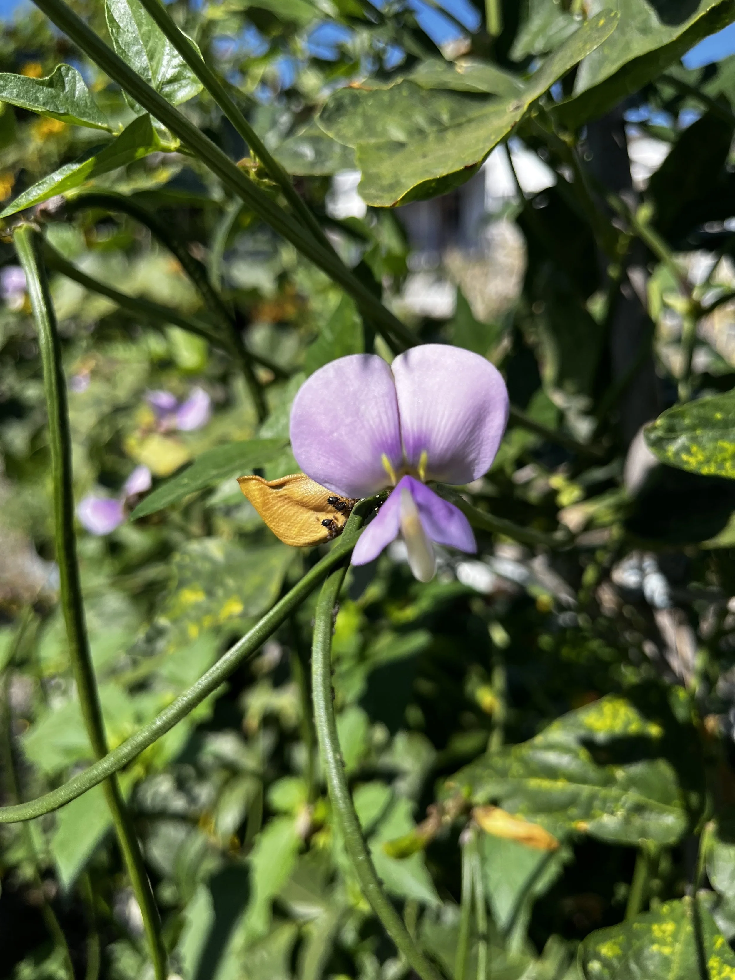 A close-up image of a purple flower blooming among green leaves and stems in a garden or natural setting.