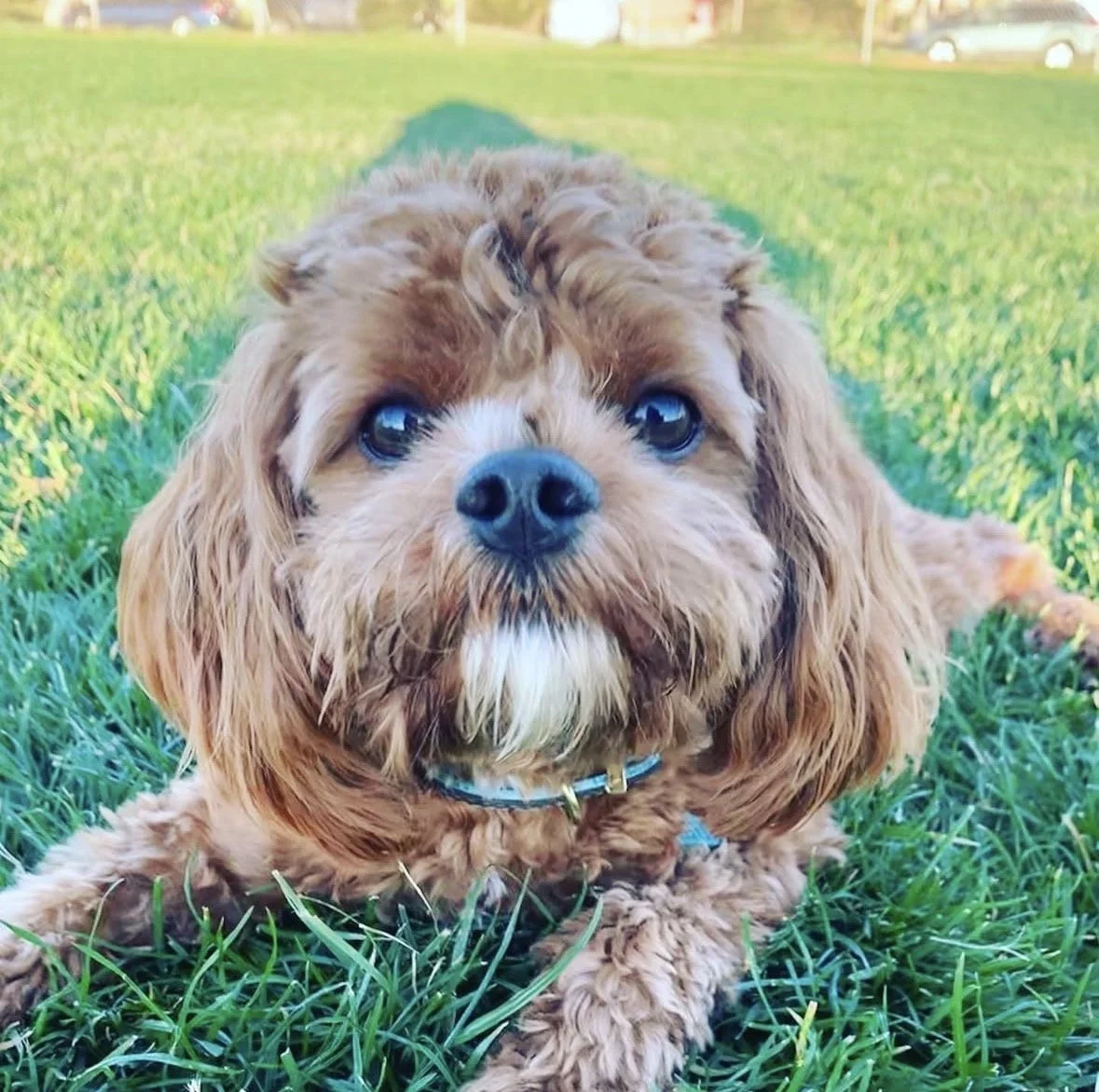 Close-up of a small, fluffy brown puppy with blue eyes lying on green grass in a park or open field.